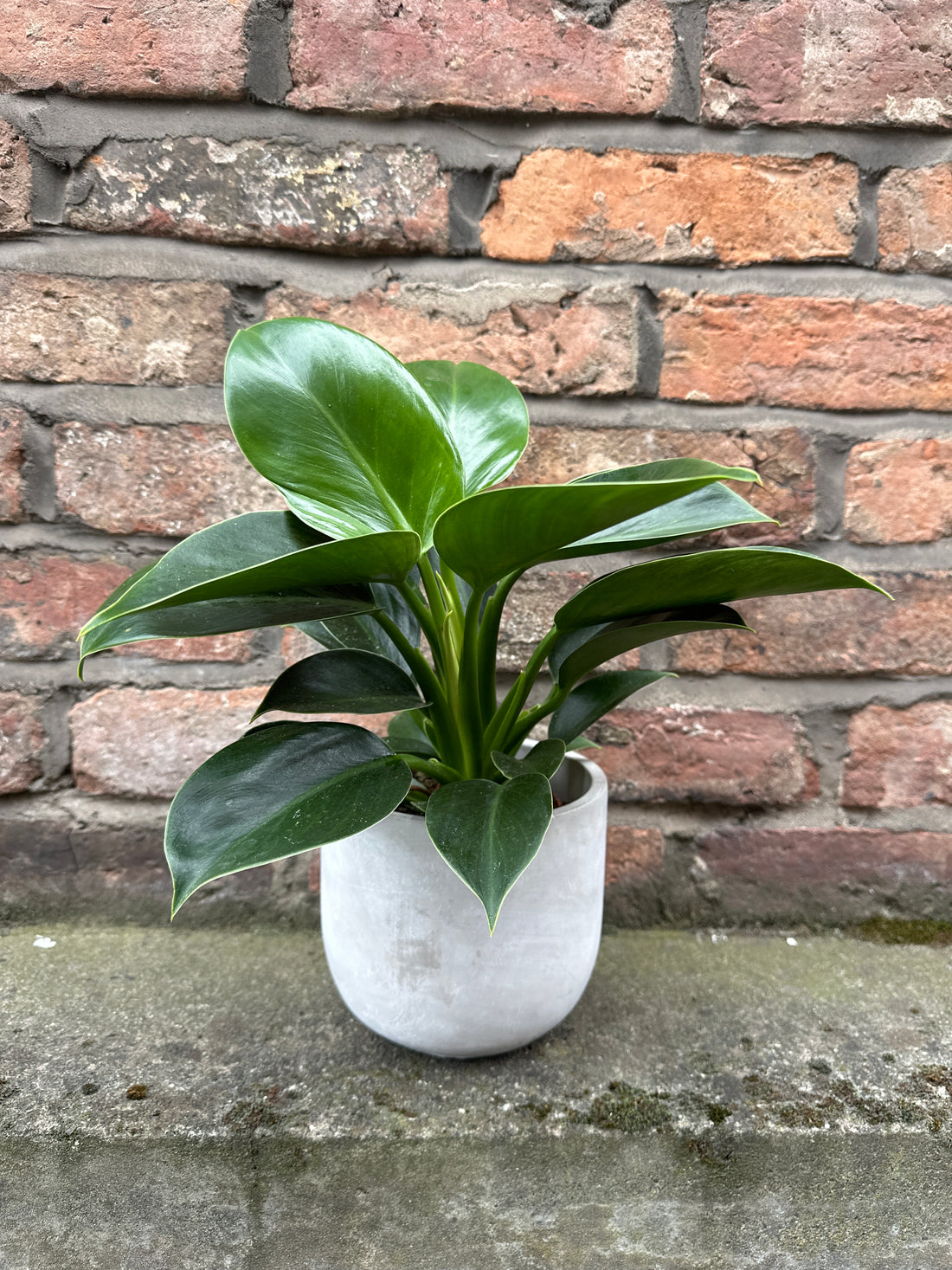 Philodendron Imperial Green