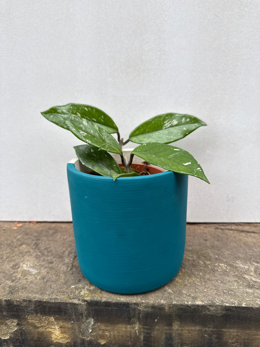 Hoya Carnosa Stardust