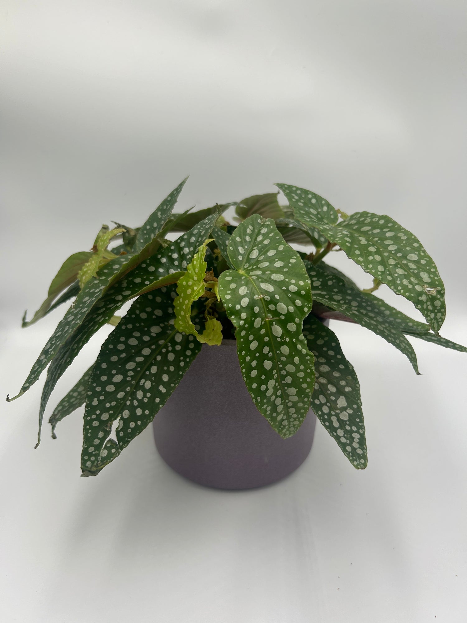 Begonia Double Dot