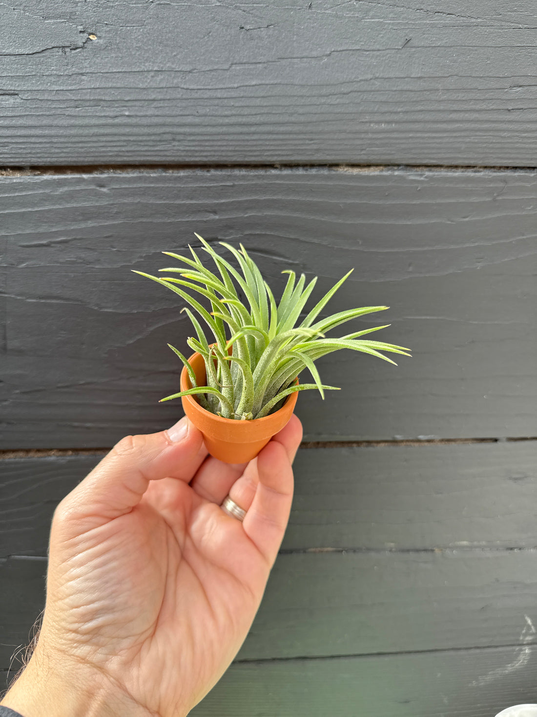 Tillandsia ionantha in Terracotta Pot