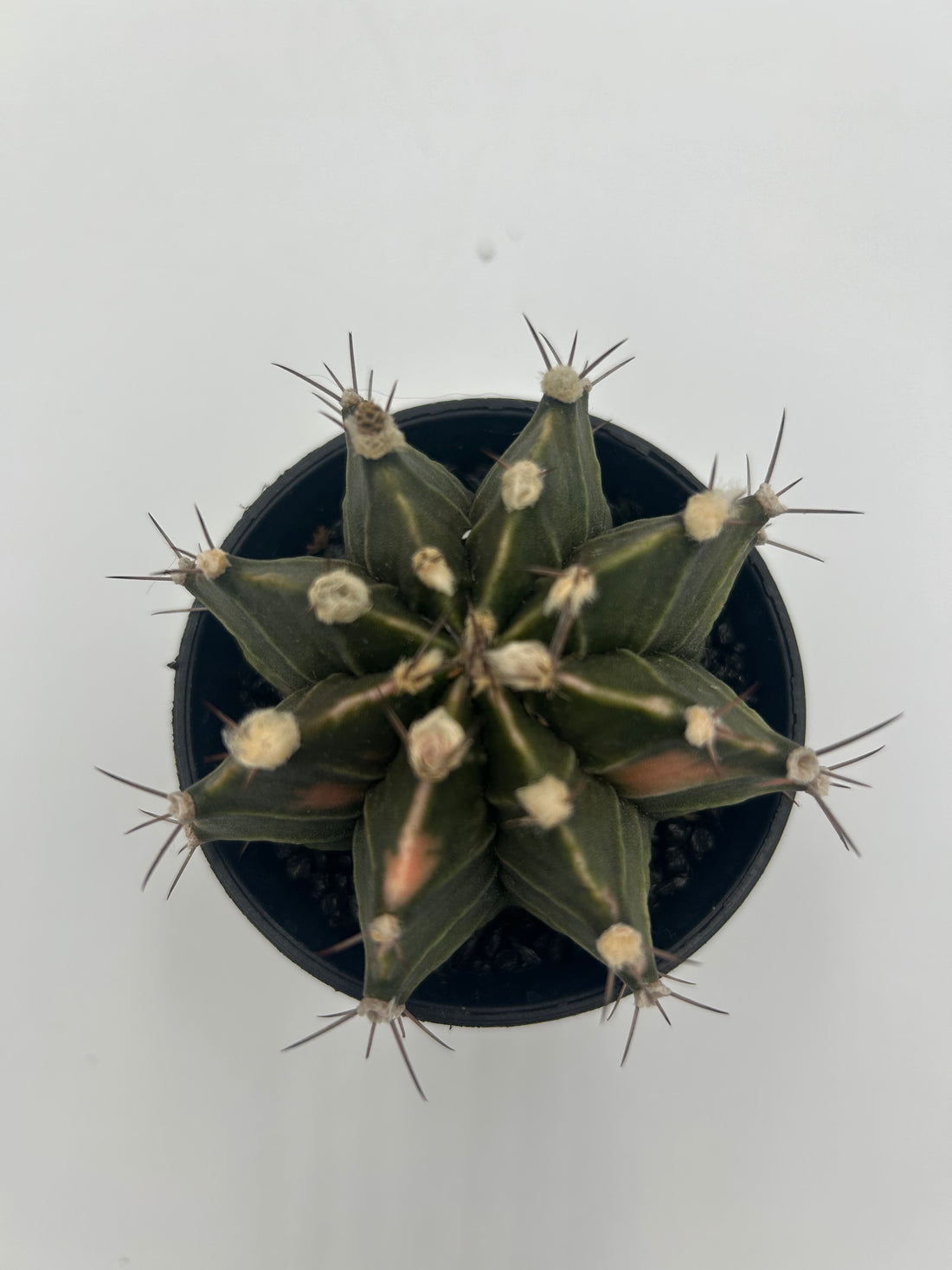 Gymnocalycium Variegata