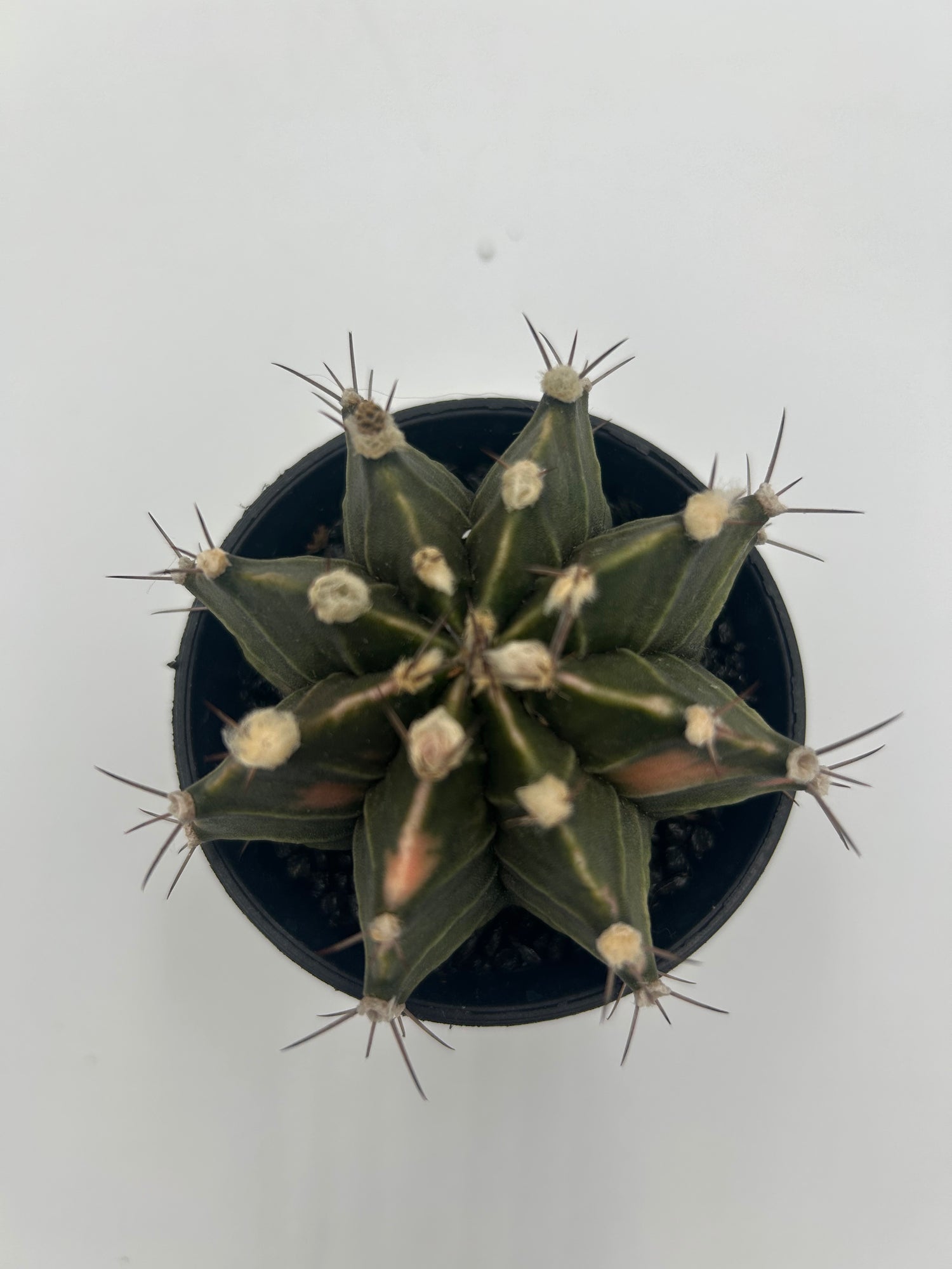 Gymnocalycium Variegata