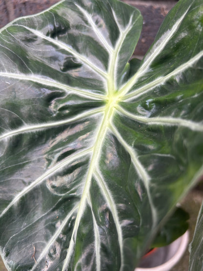 Alocasia Green Dragon