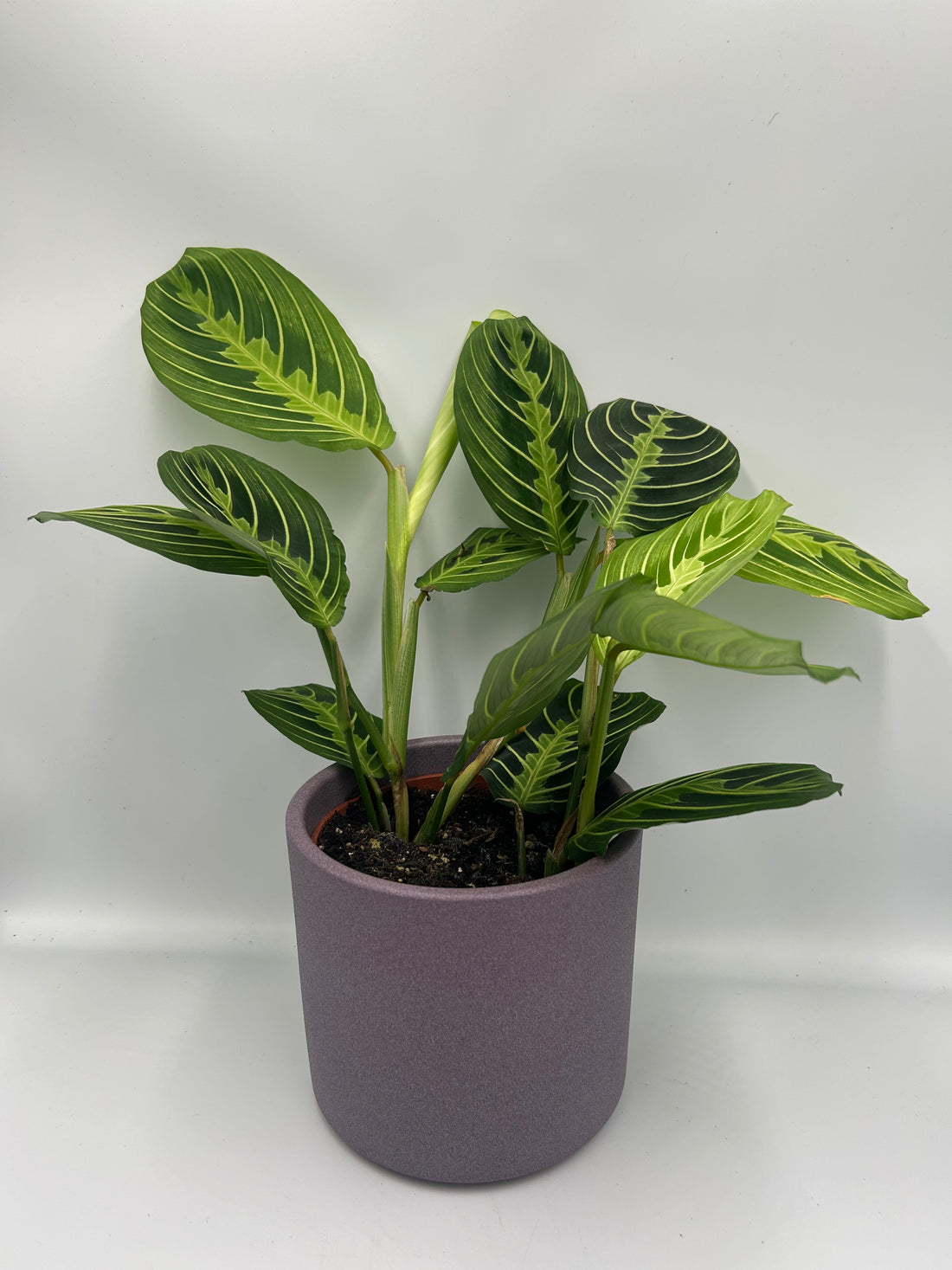 Maranta Lemon and Lime