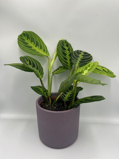 Maranta Lemon and Lime