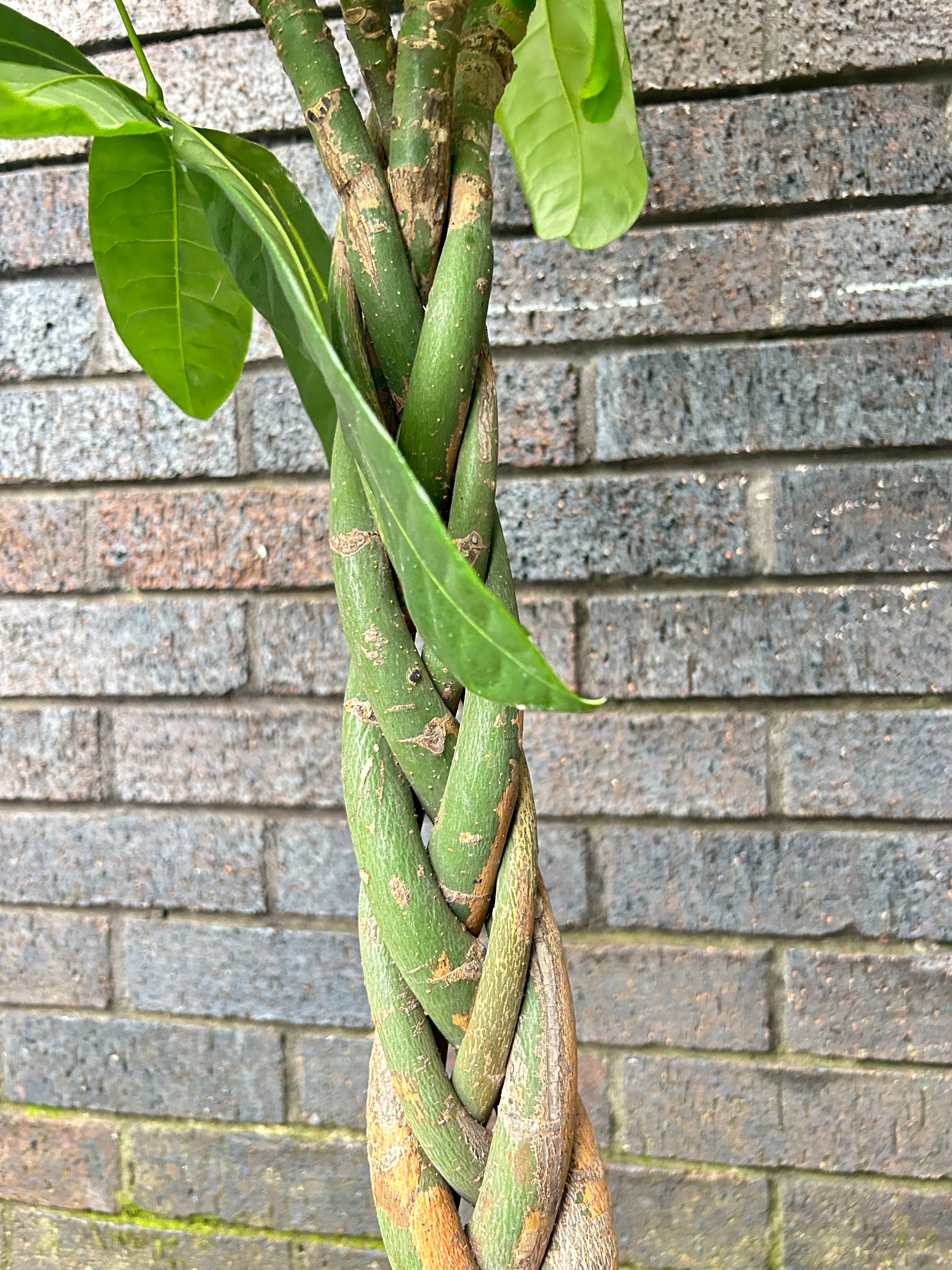 Pachira Aquatica