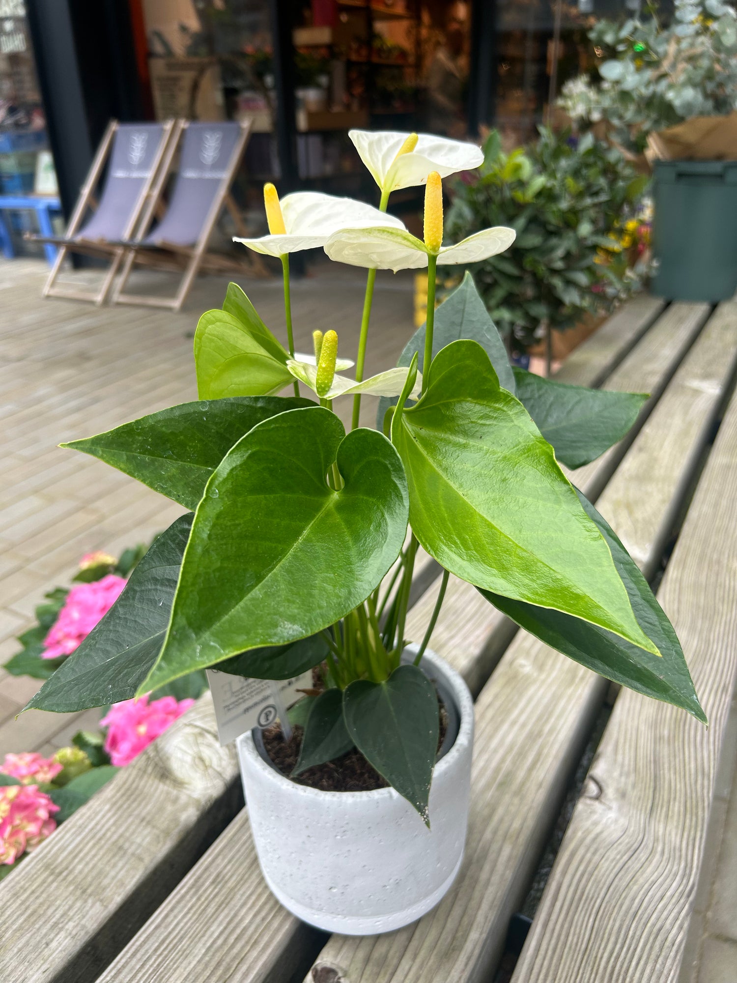 Anthurium White in White pot
