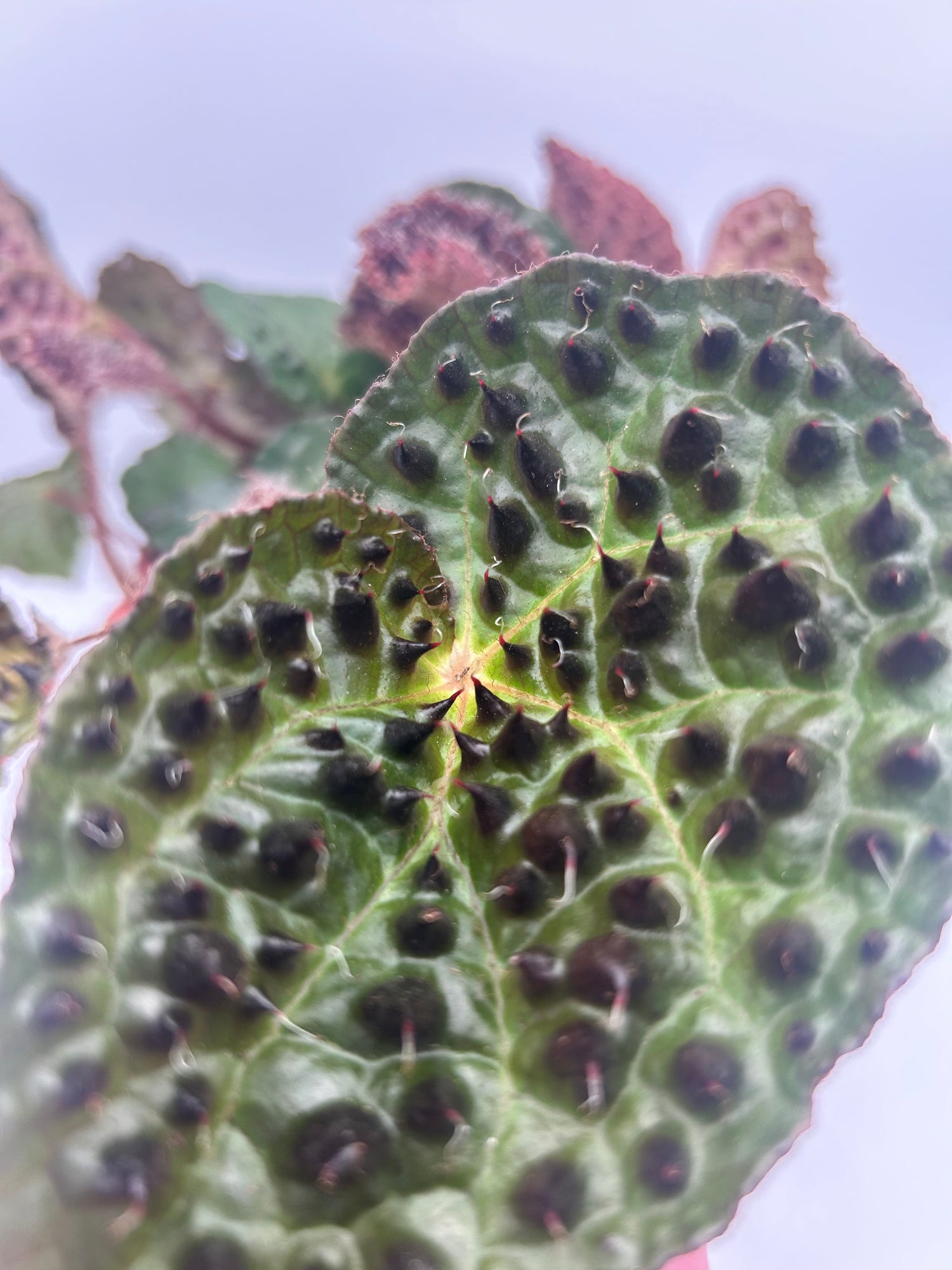 Begonia Ferox