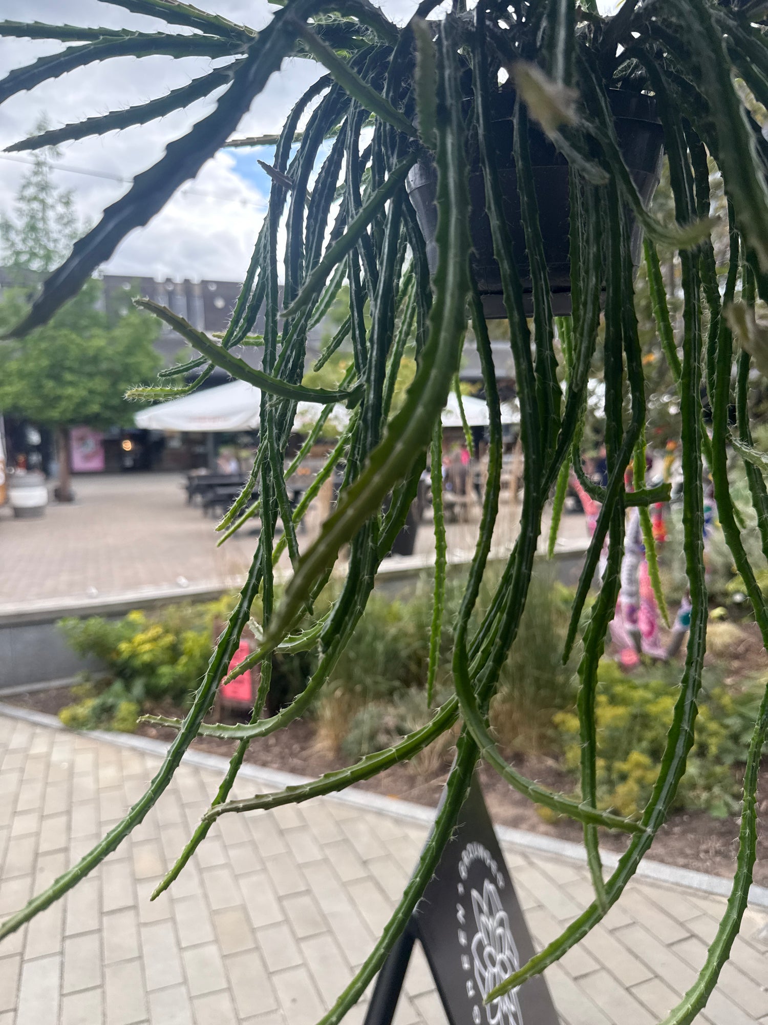 Aporocactus Melanie Rat Tail Cactus