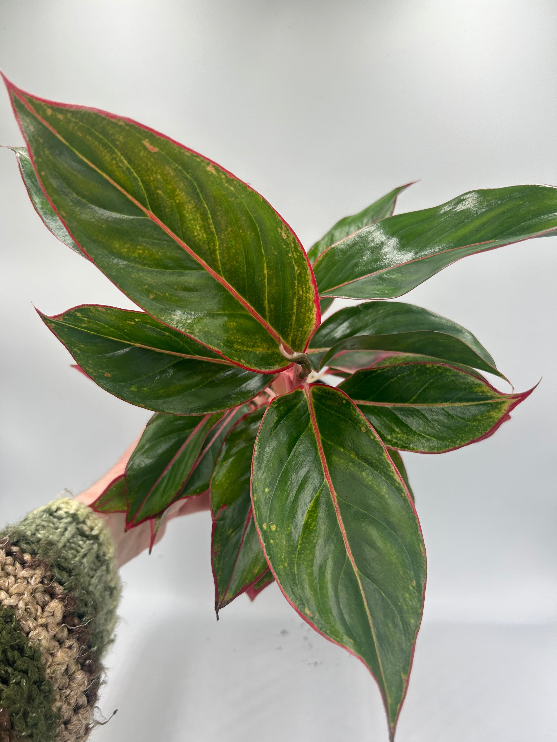 aglaonema crete origin Aglaonema 'Crete'