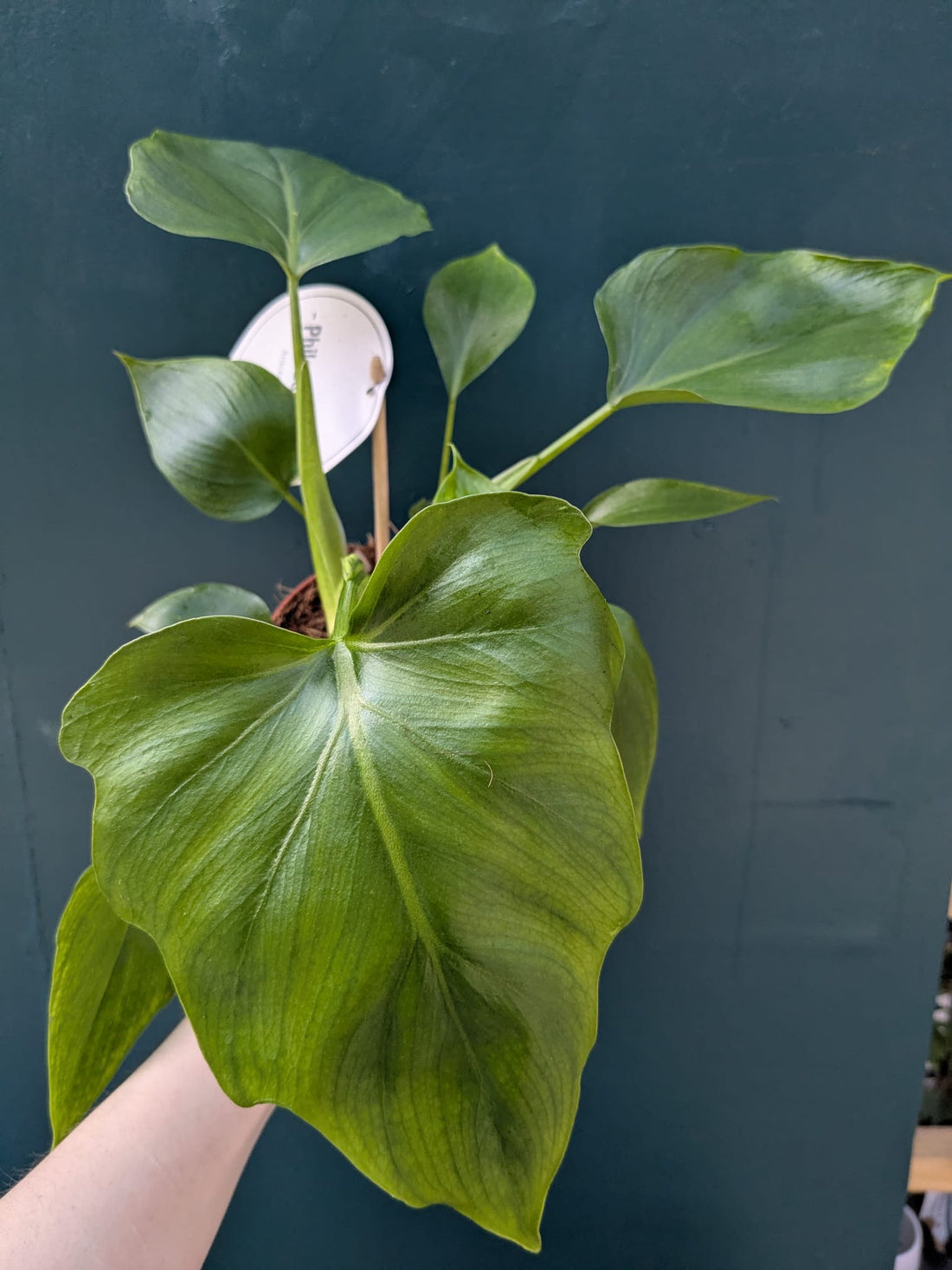 Philodendron warscewiczii