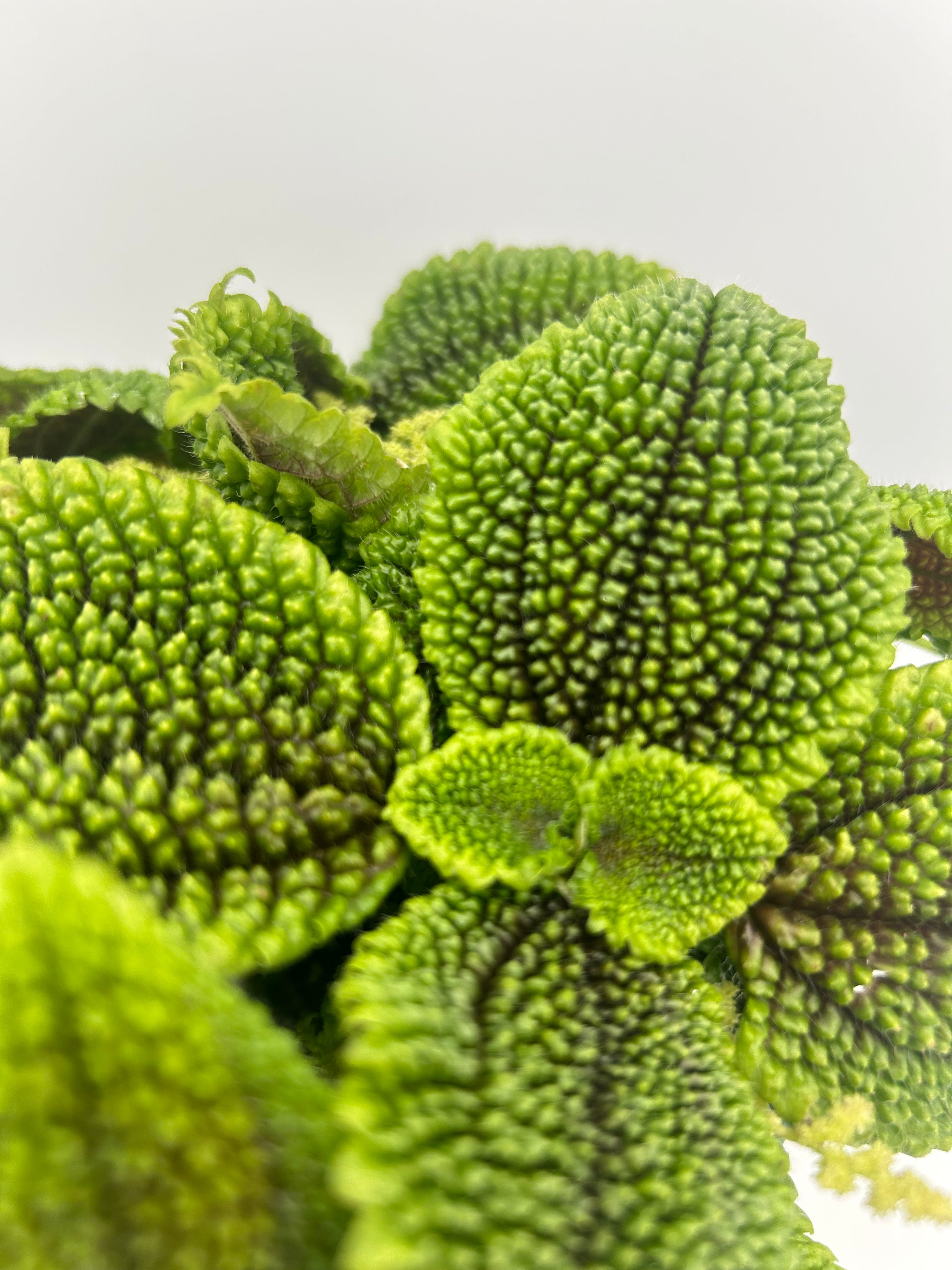 Pilea Moonvalley