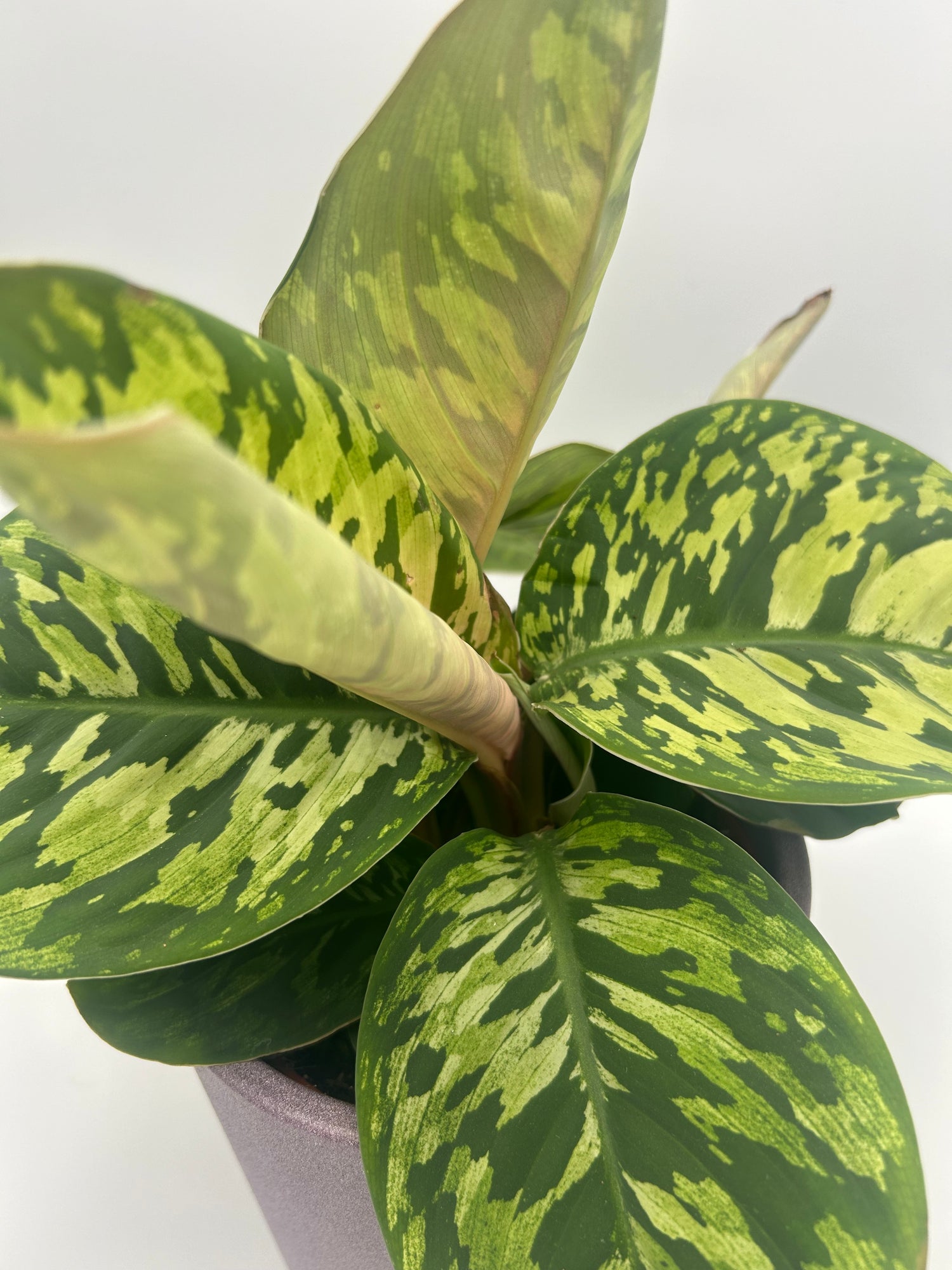 homalomena camouflage vs aglaonema Homalomena Camouflage – Green + Grounded