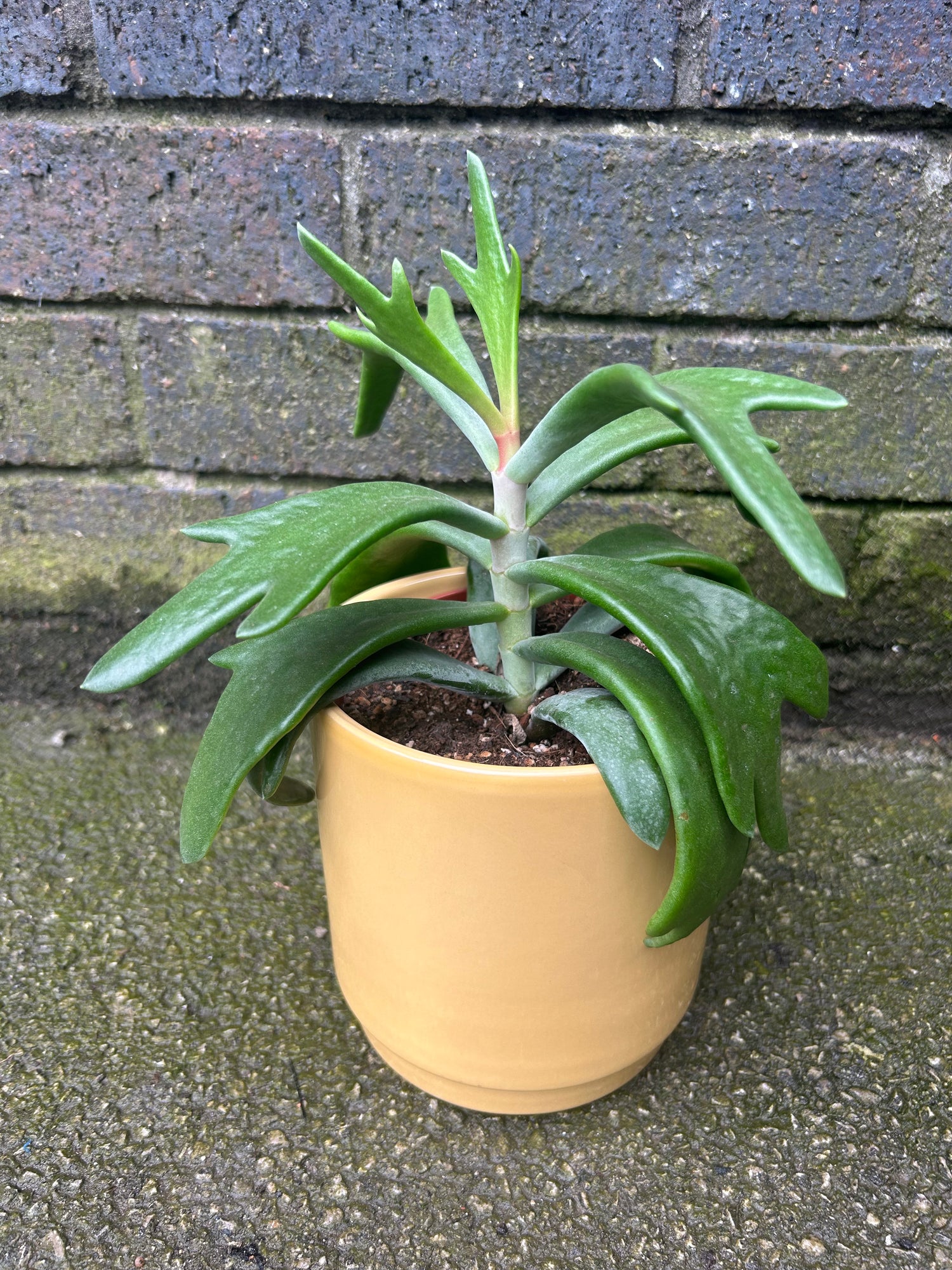 antler succulent Cotyledon 'Rudolph's Antler' – Stunning Succulent with Antler-Shaped Leaves
