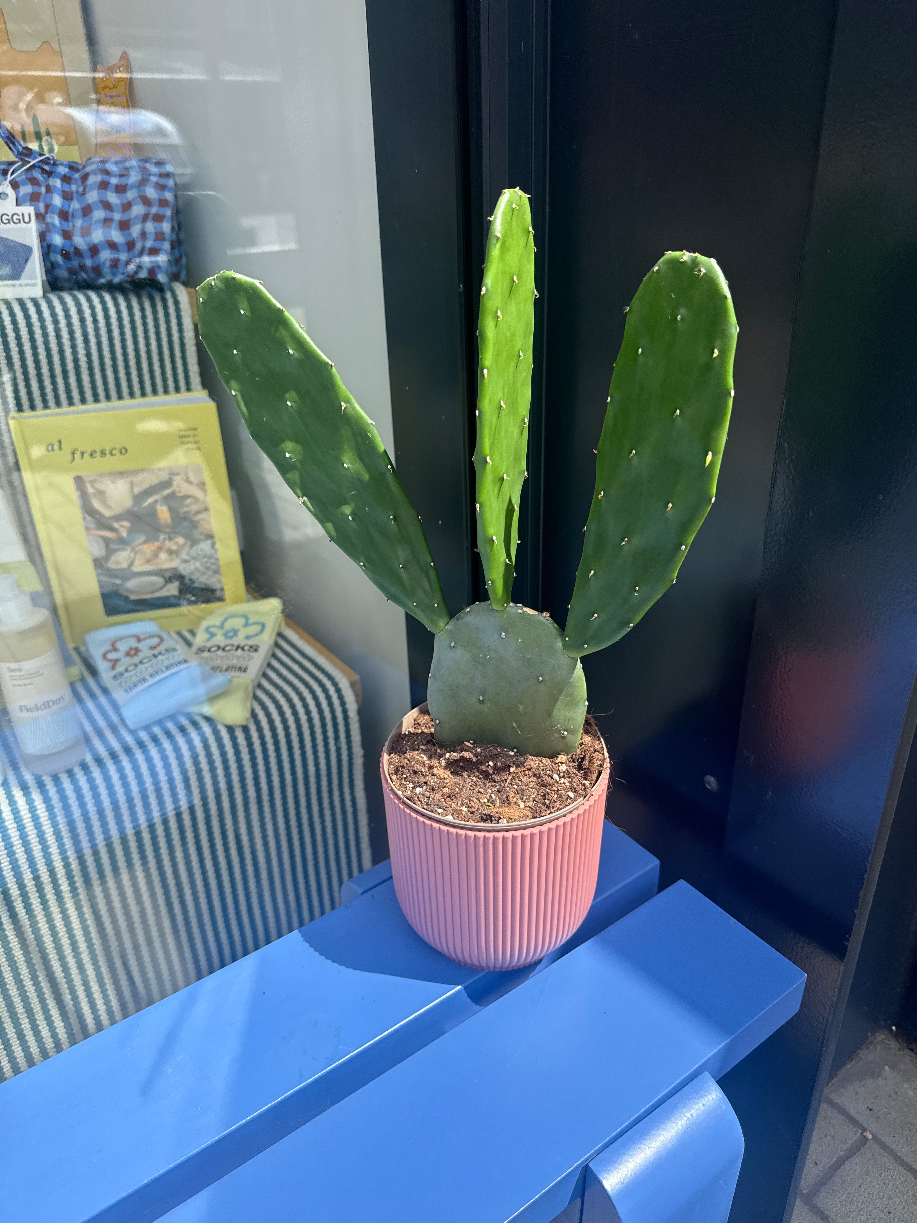 Opuntia Cochenillife