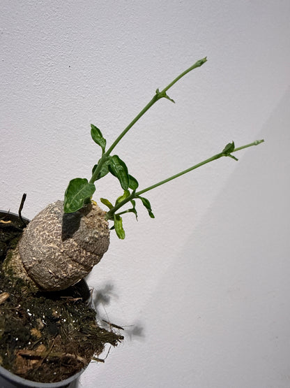 Fockea Edulis
