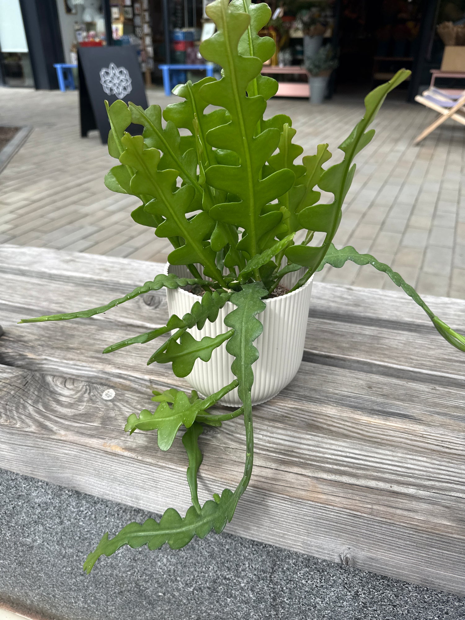 Epiphyllum anguliger