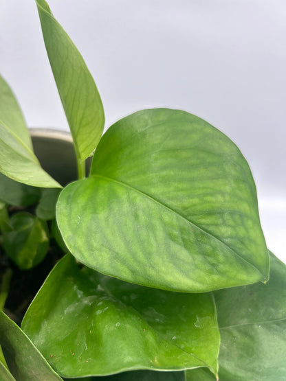 Epipremnum Global Green