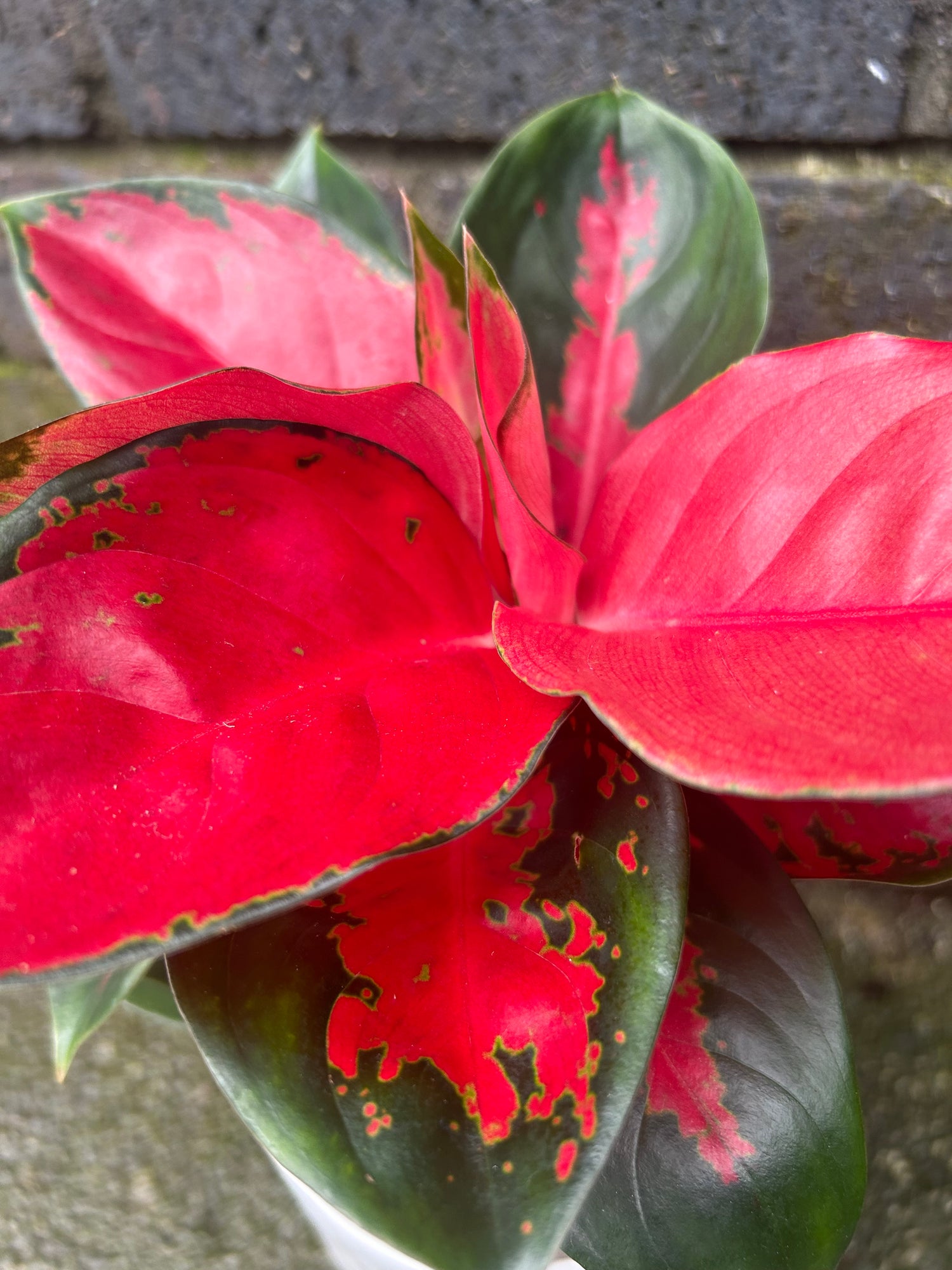 Aglaonema Red Star