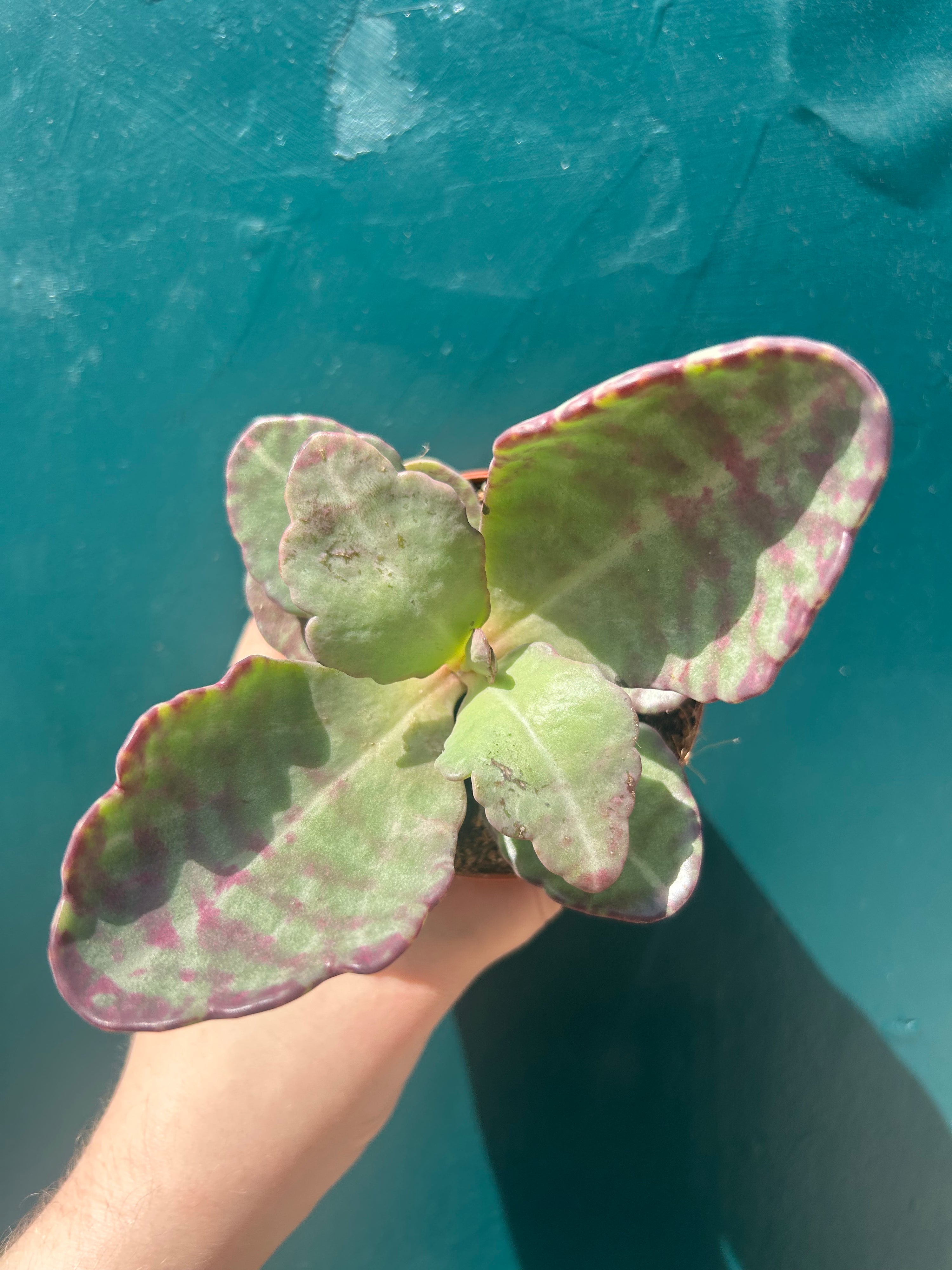Kalanchoe Zebra