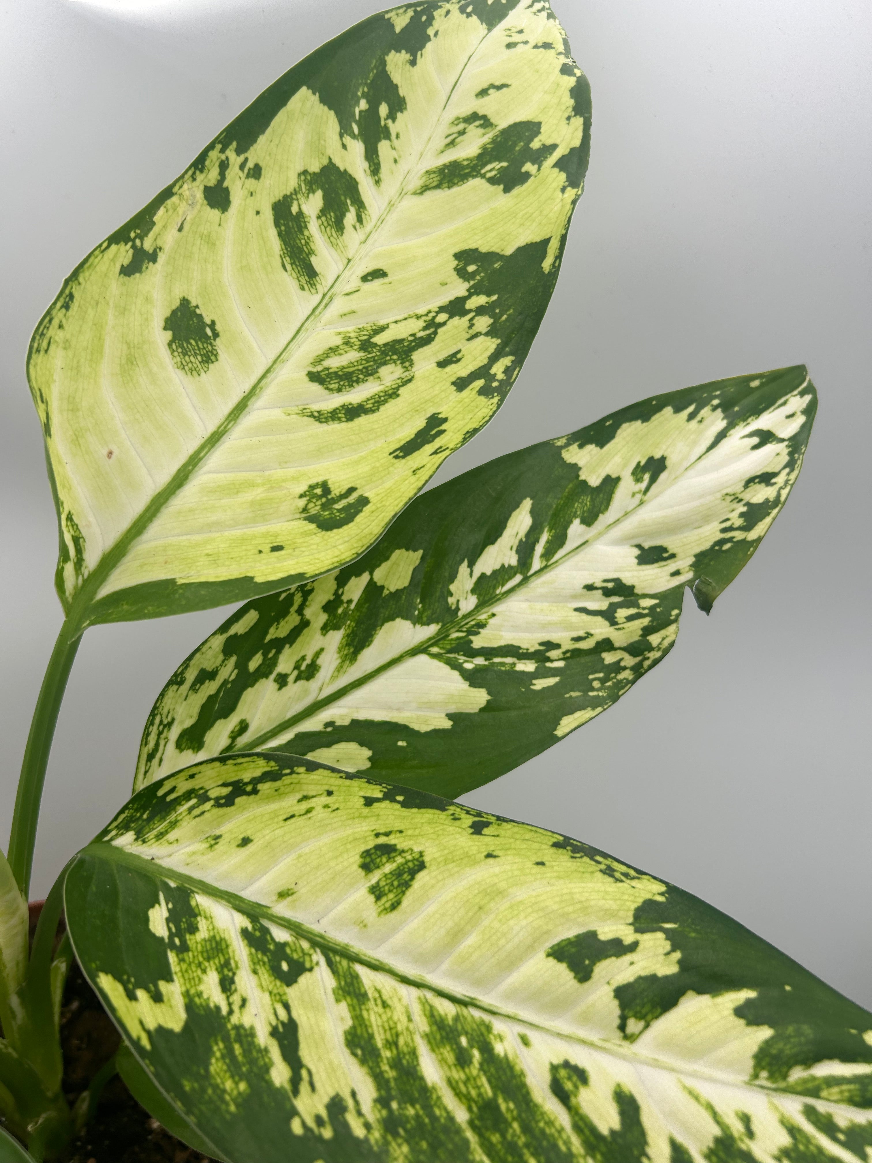 Dieffenbachia Yellow Star (Rare)