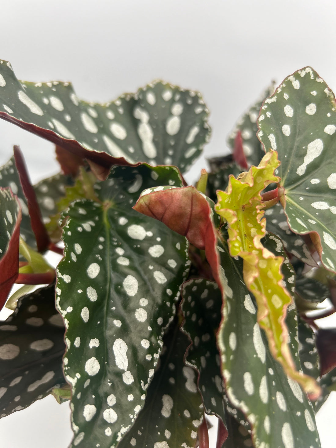 Begonia Maculata Spotlight Green