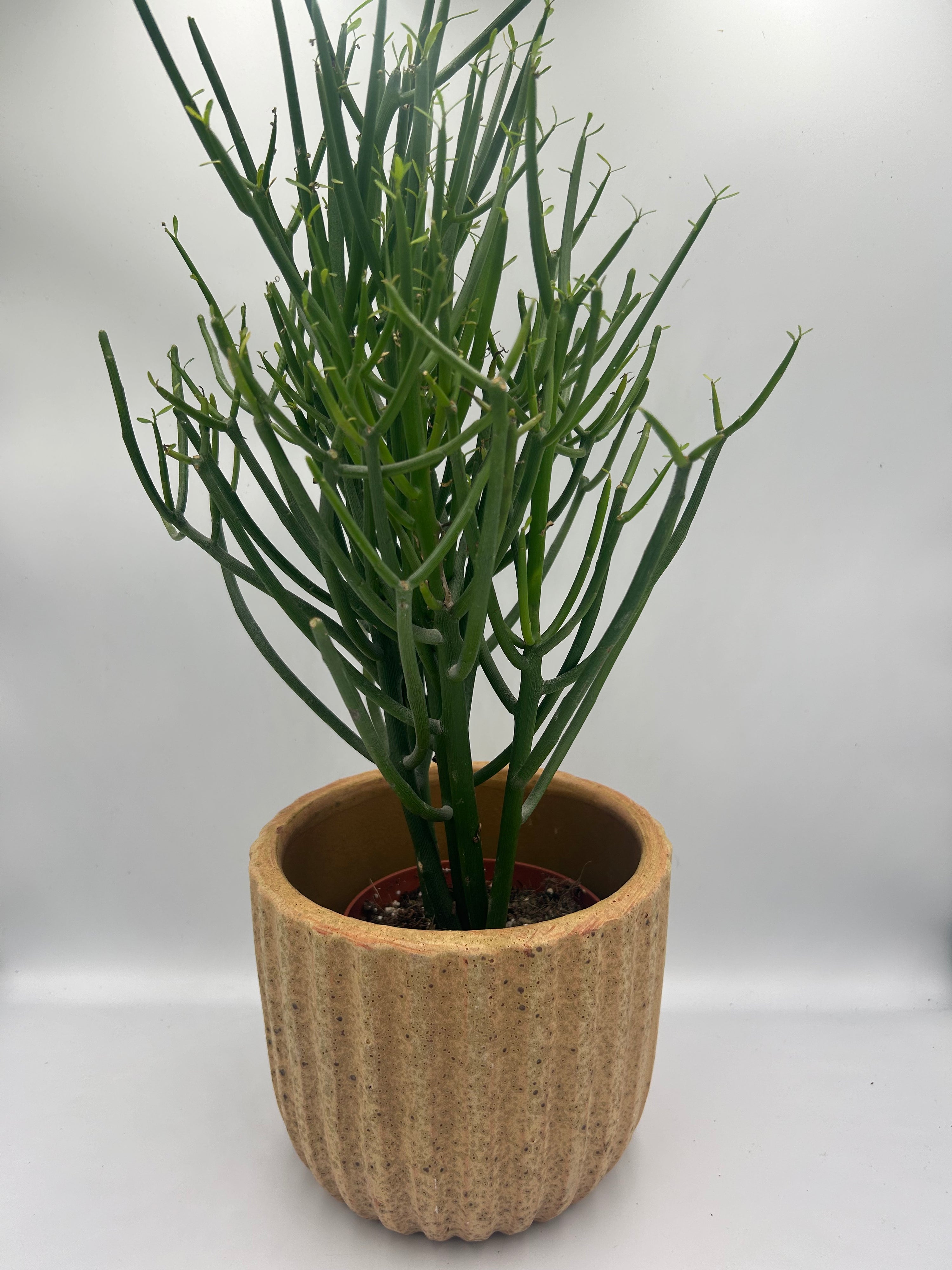 Euphorbia Tirucalli