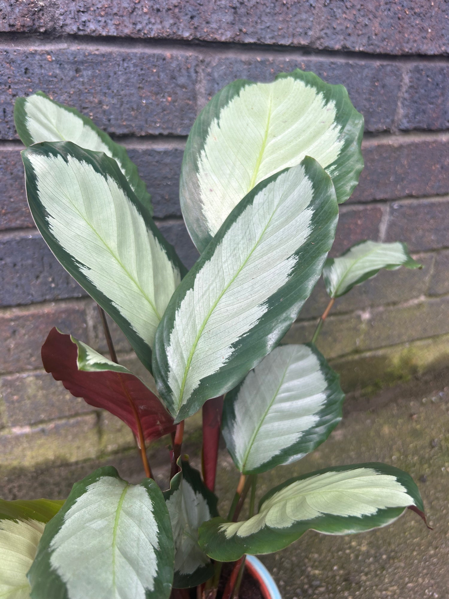 Calathea Picturata &