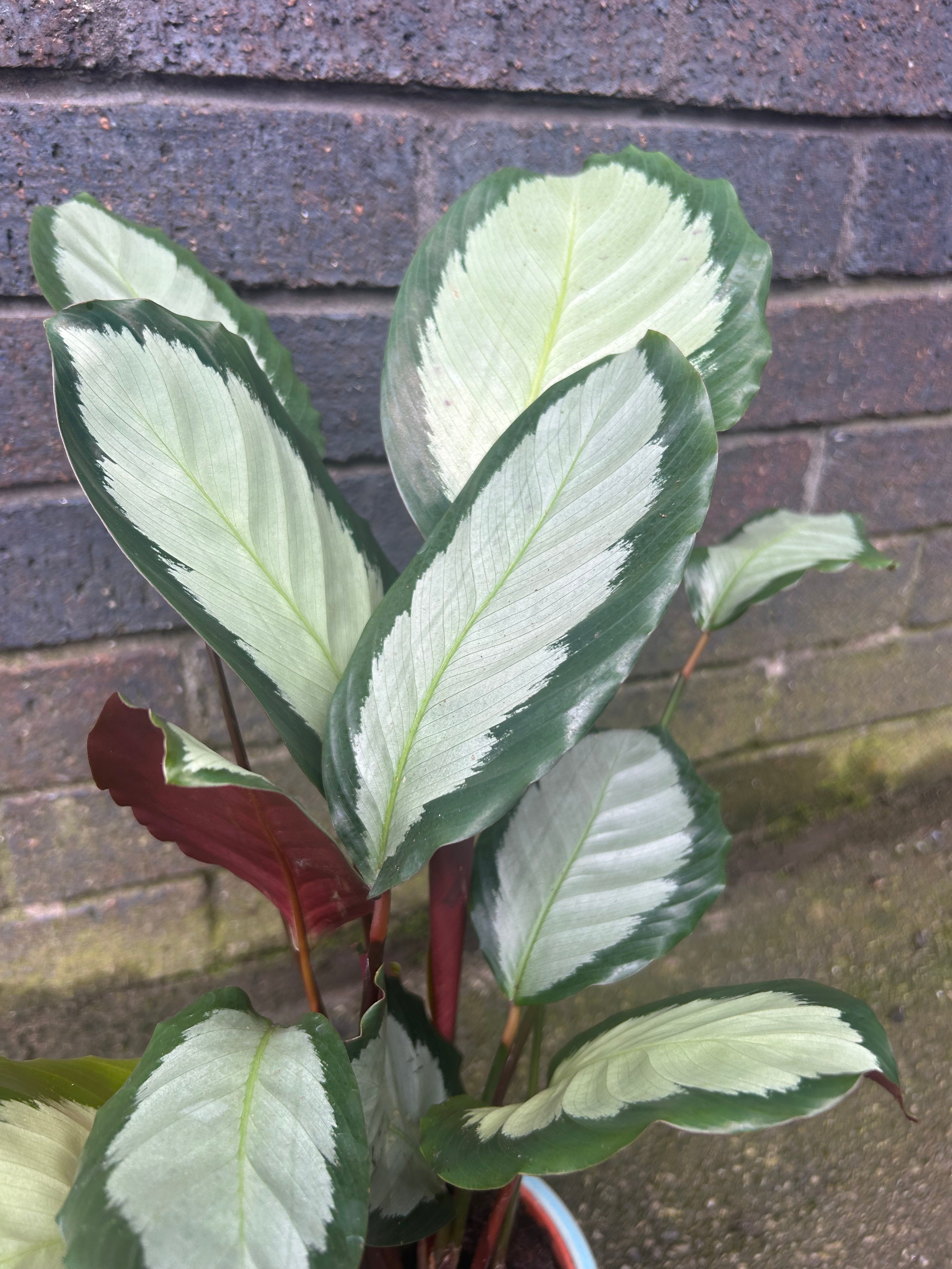 Calathea Picturata &