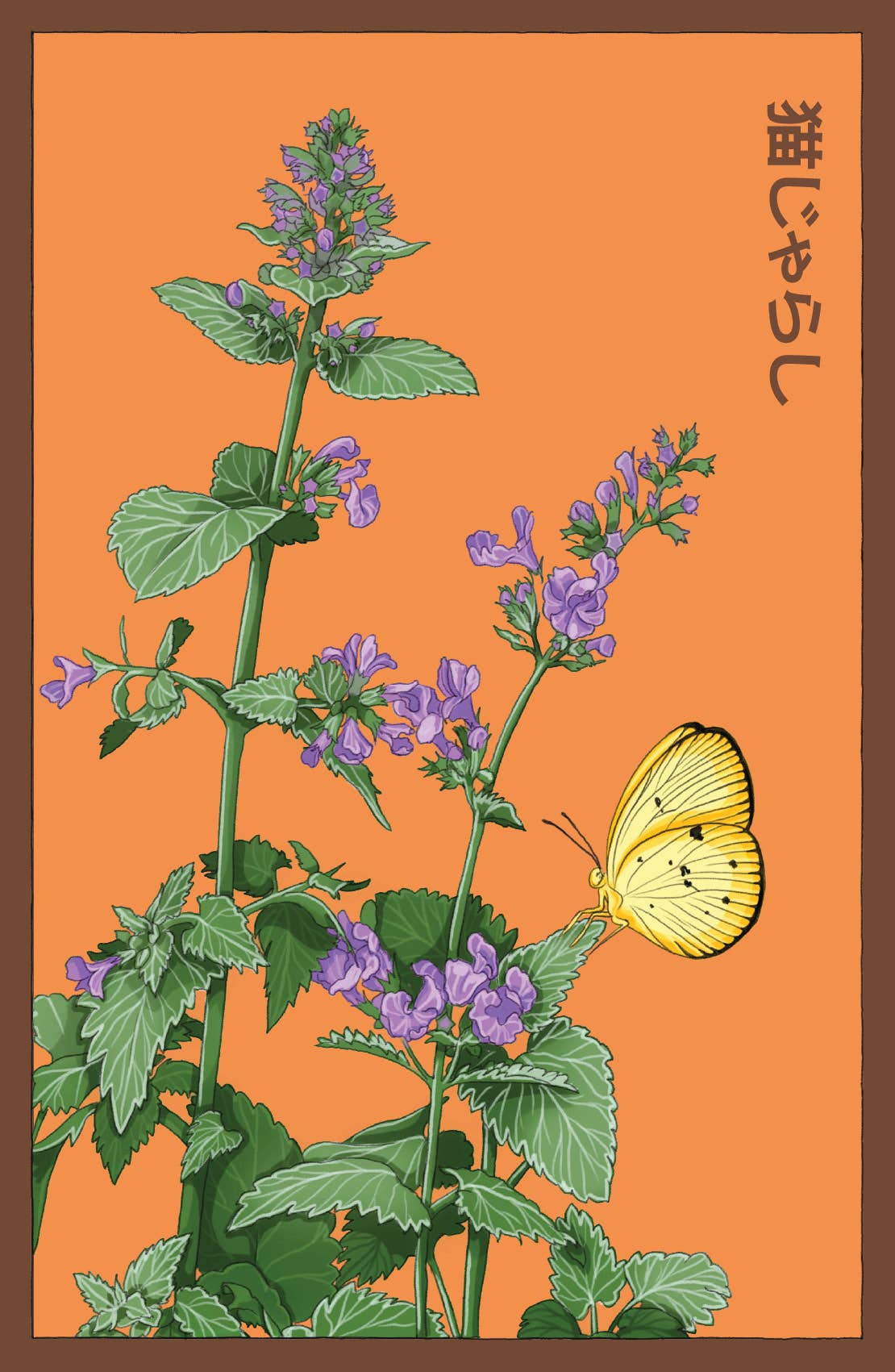 Shido Seeds