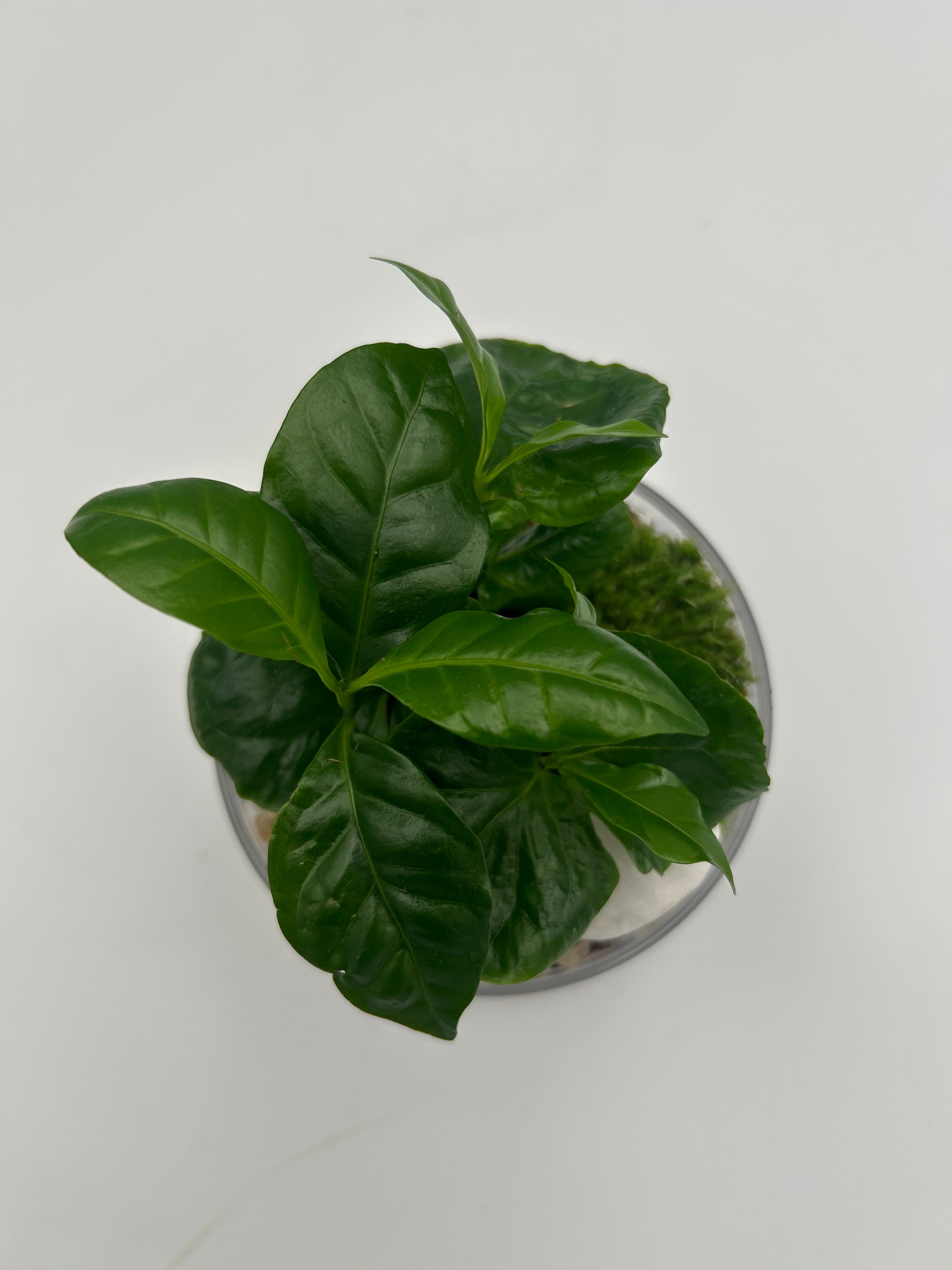Coffee Plant Dome Terrarium