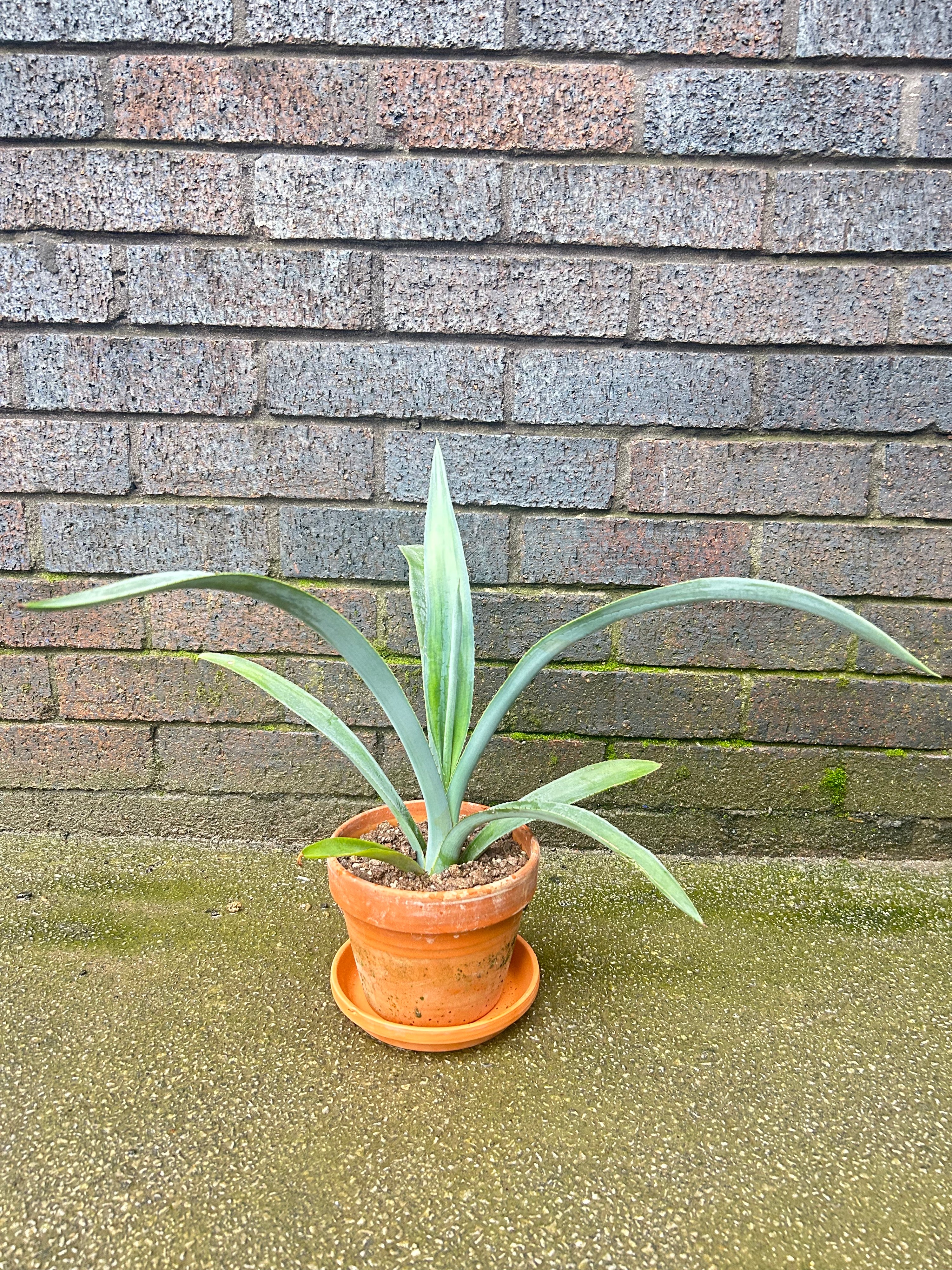 Agave Tequilana