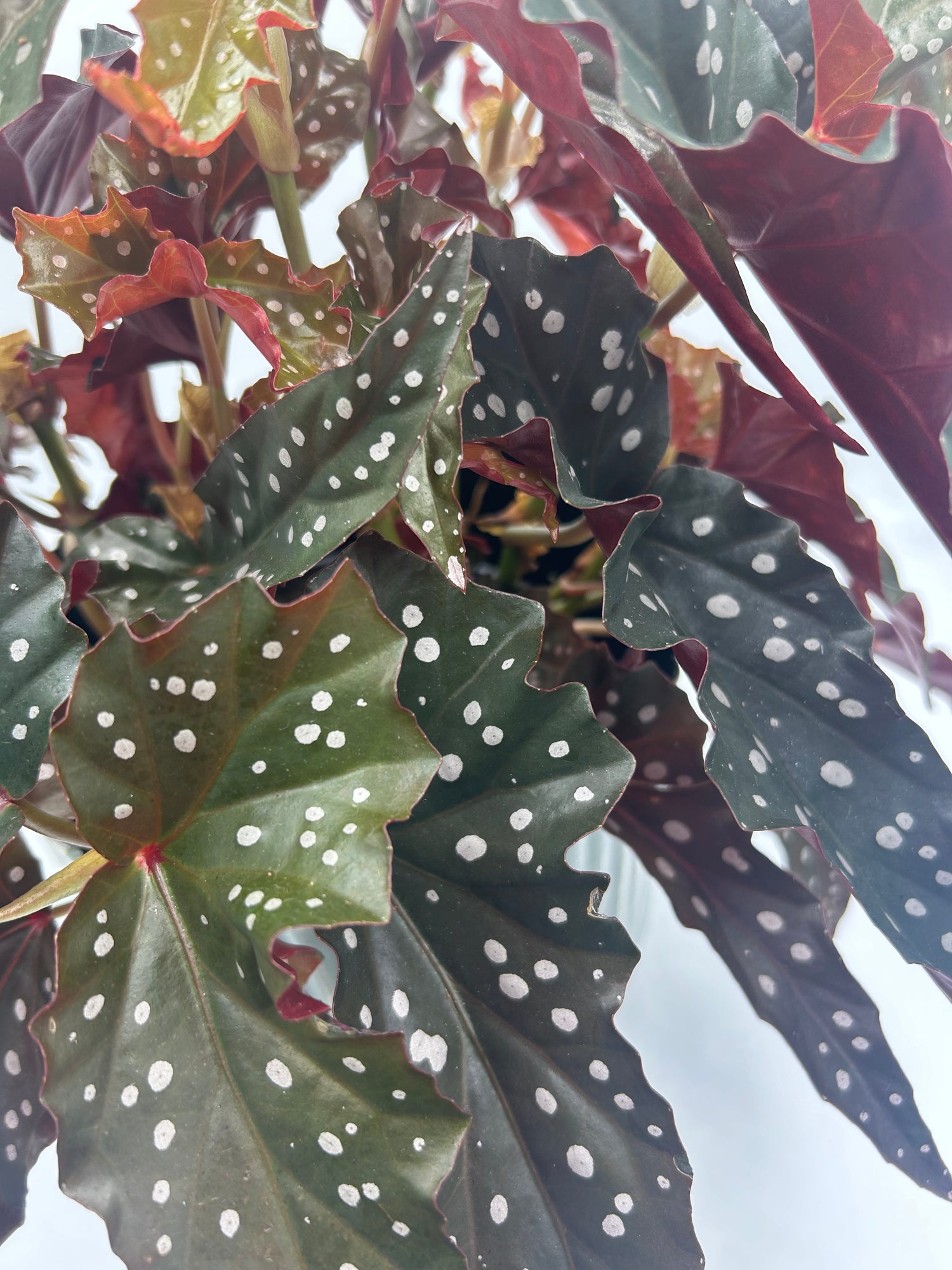Begonia Black Forest