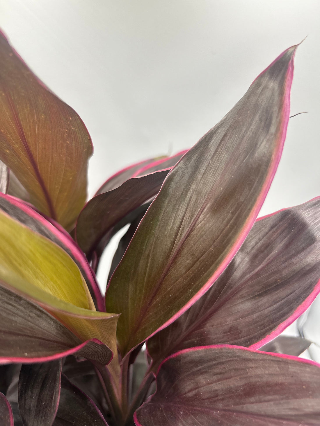 Cordyline Mambo