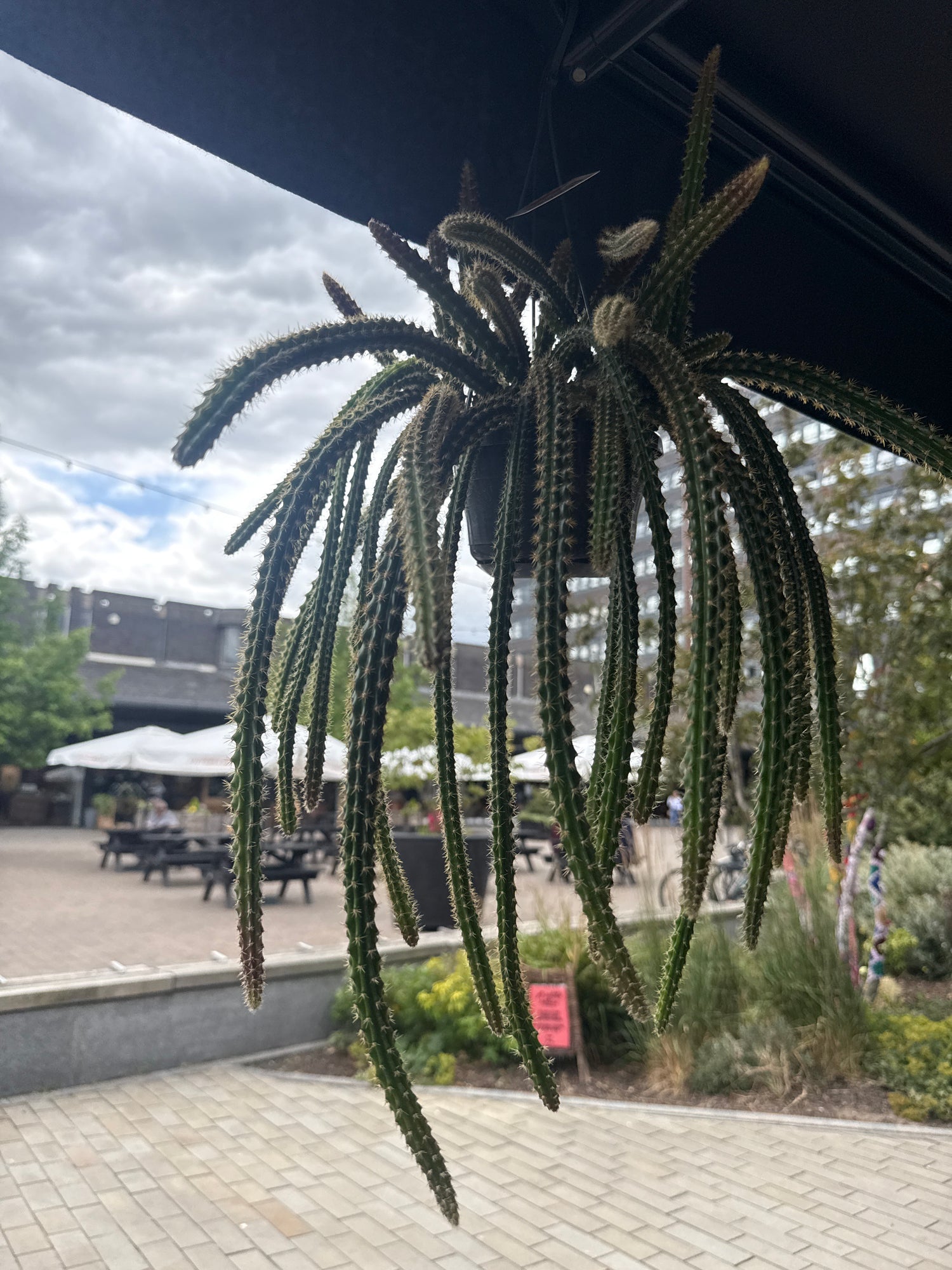 aporocactus mallisonii Rat Tail Cactus