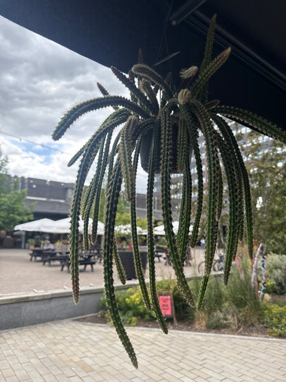 aporocactus mallisonii Rat Tail Cactus