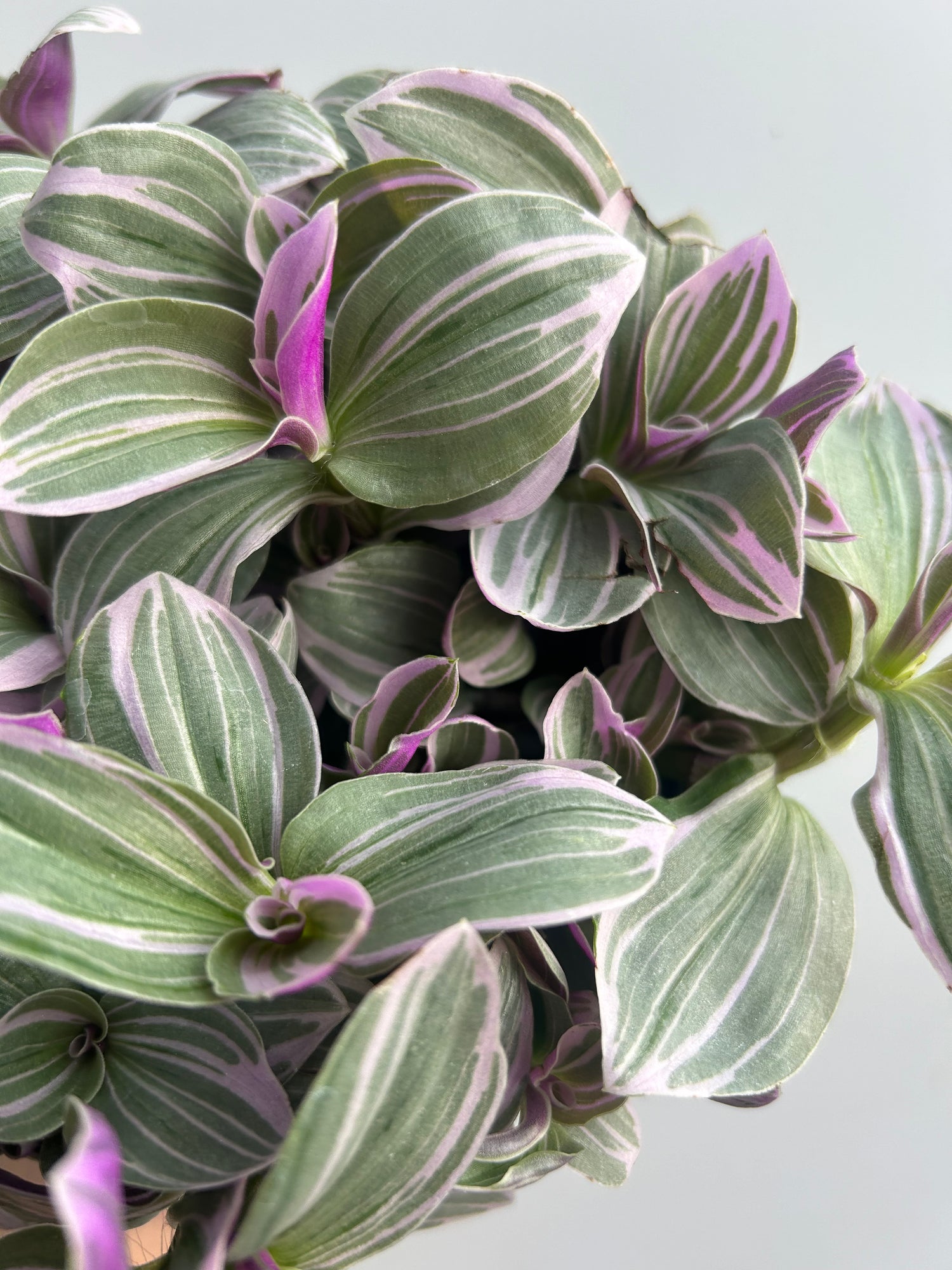 Tradescantia Sweetness