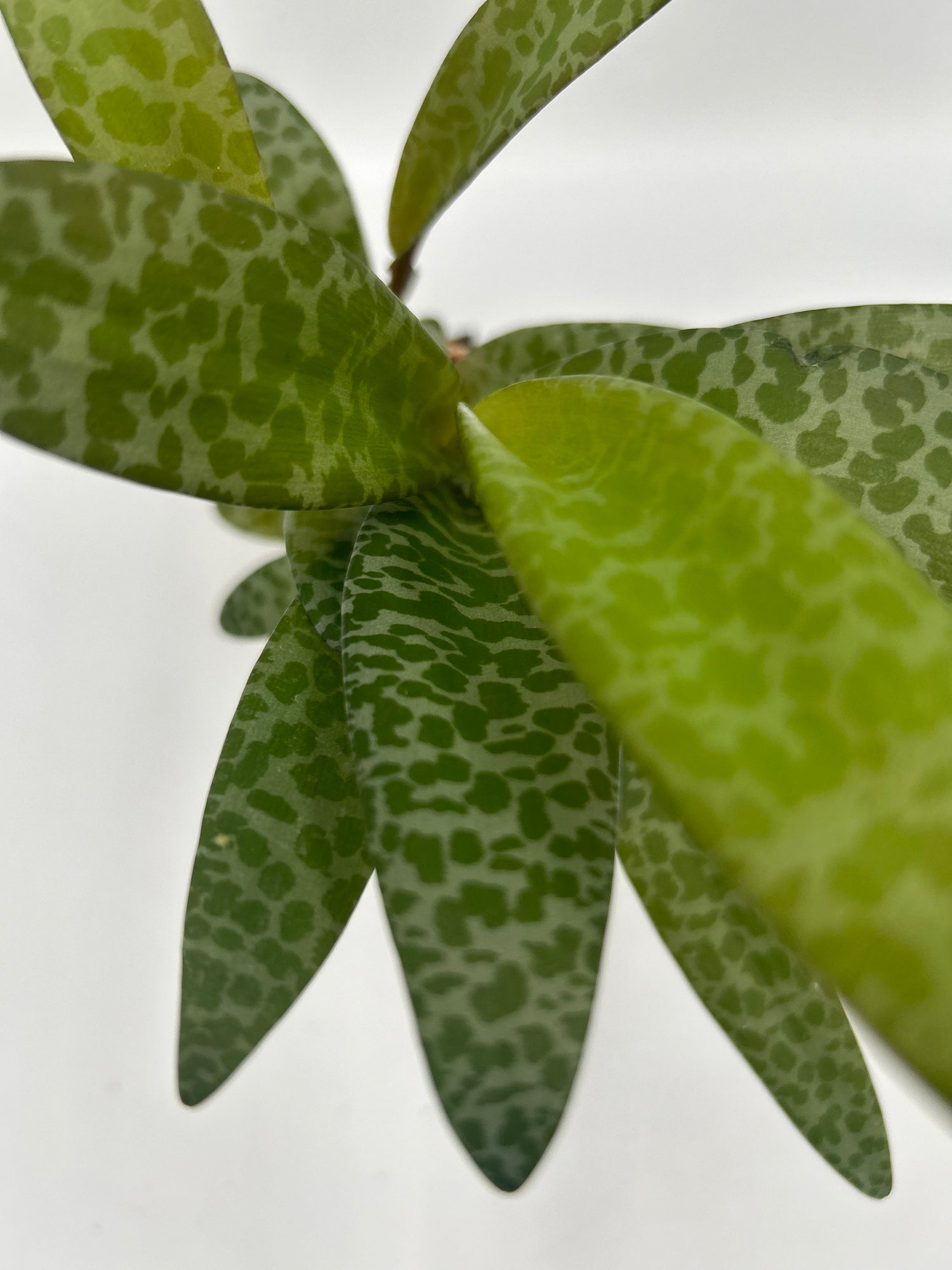 Crassula Falcata Leopard Lily