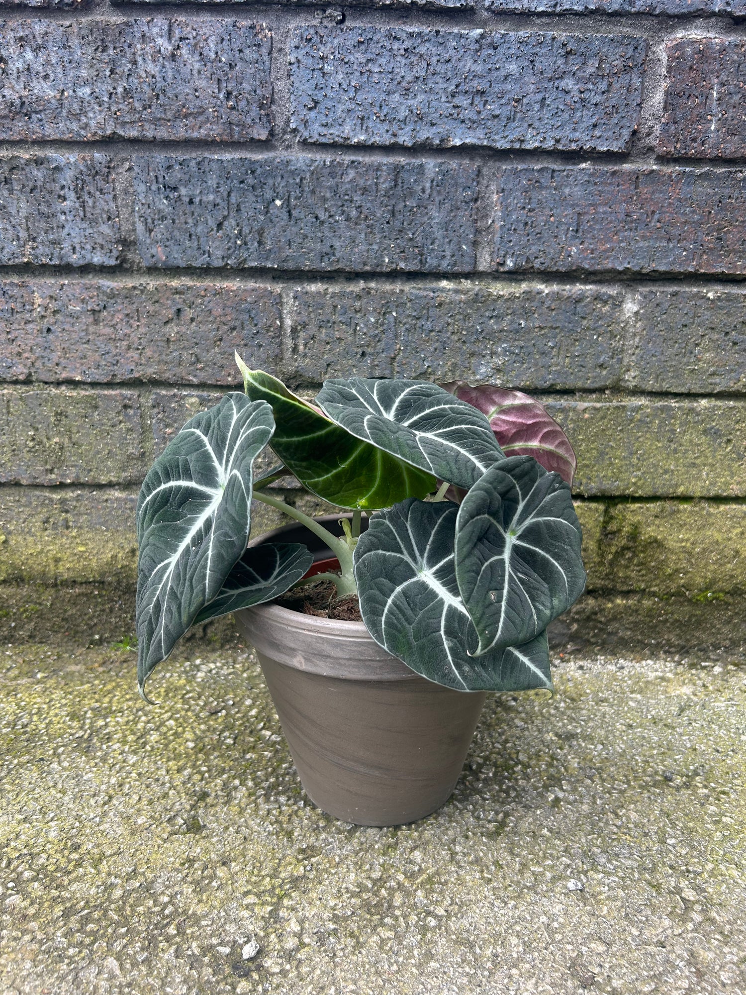 Alocasia Black Velvet