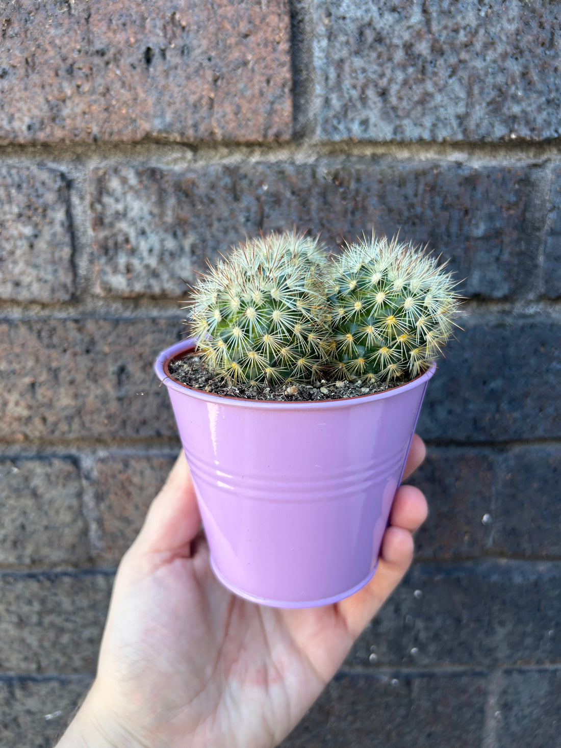 Mammillaria Lucky Dip