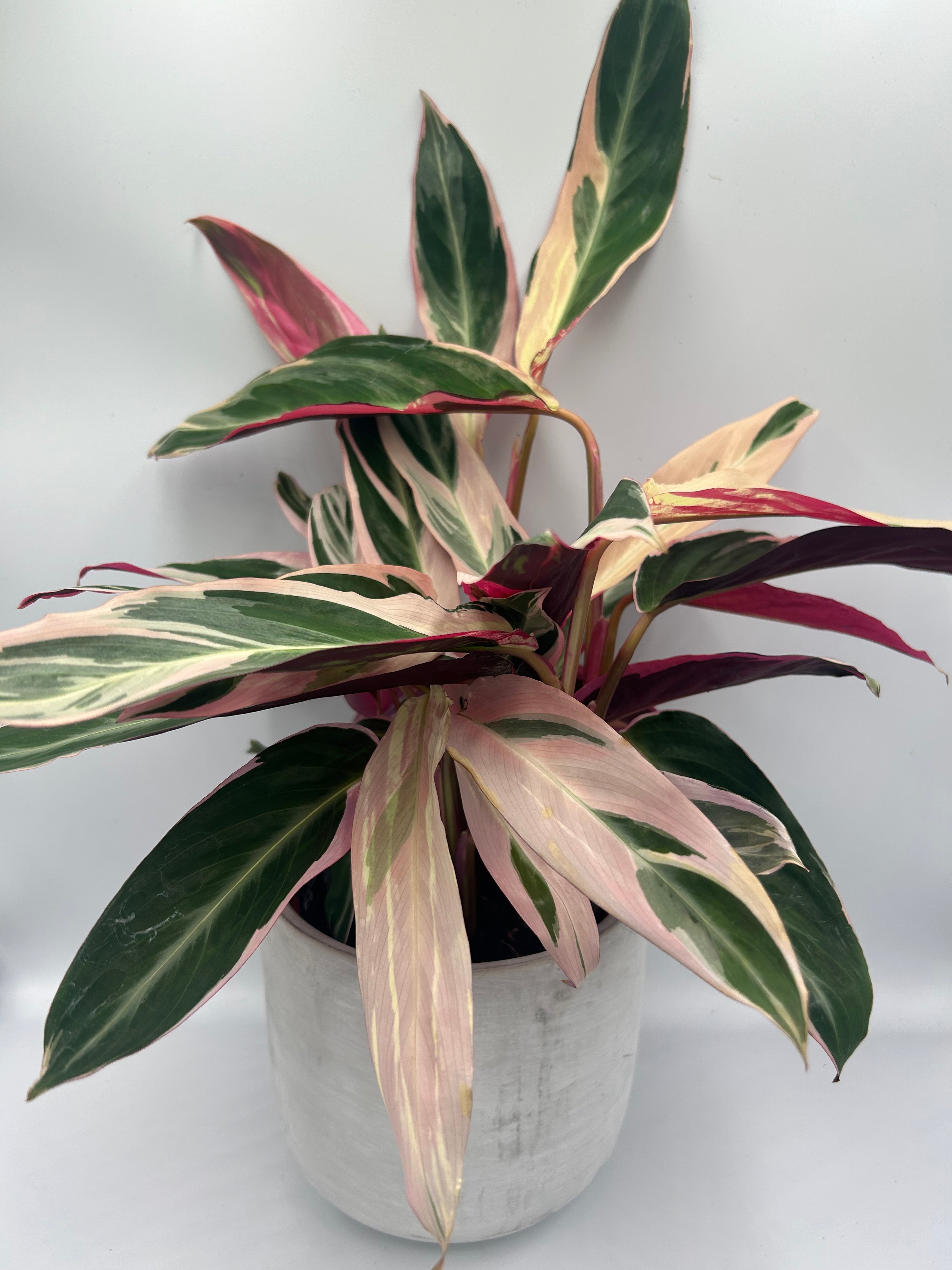 Stromanthe Triostar