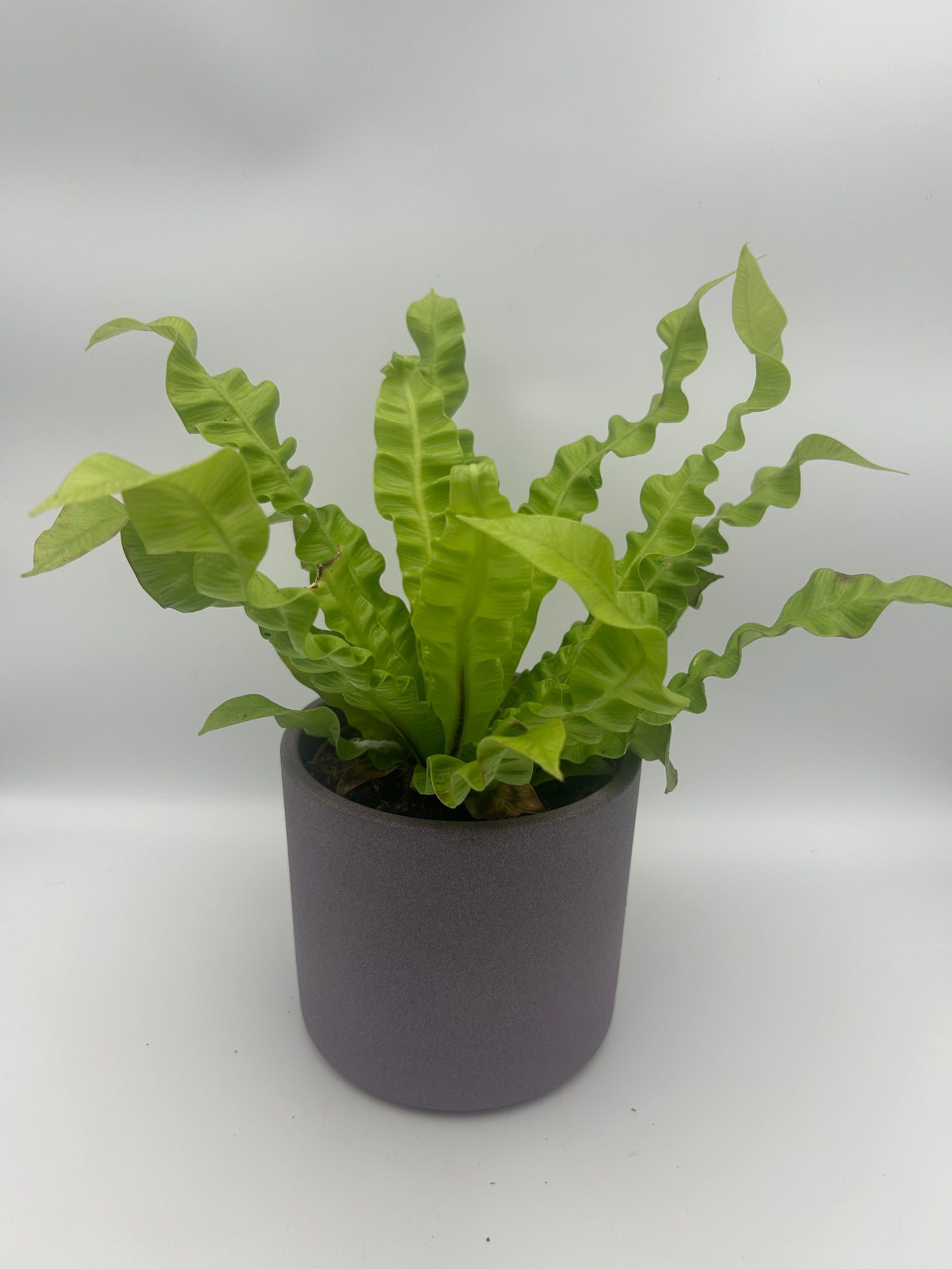 Asplenium Crispy Wave