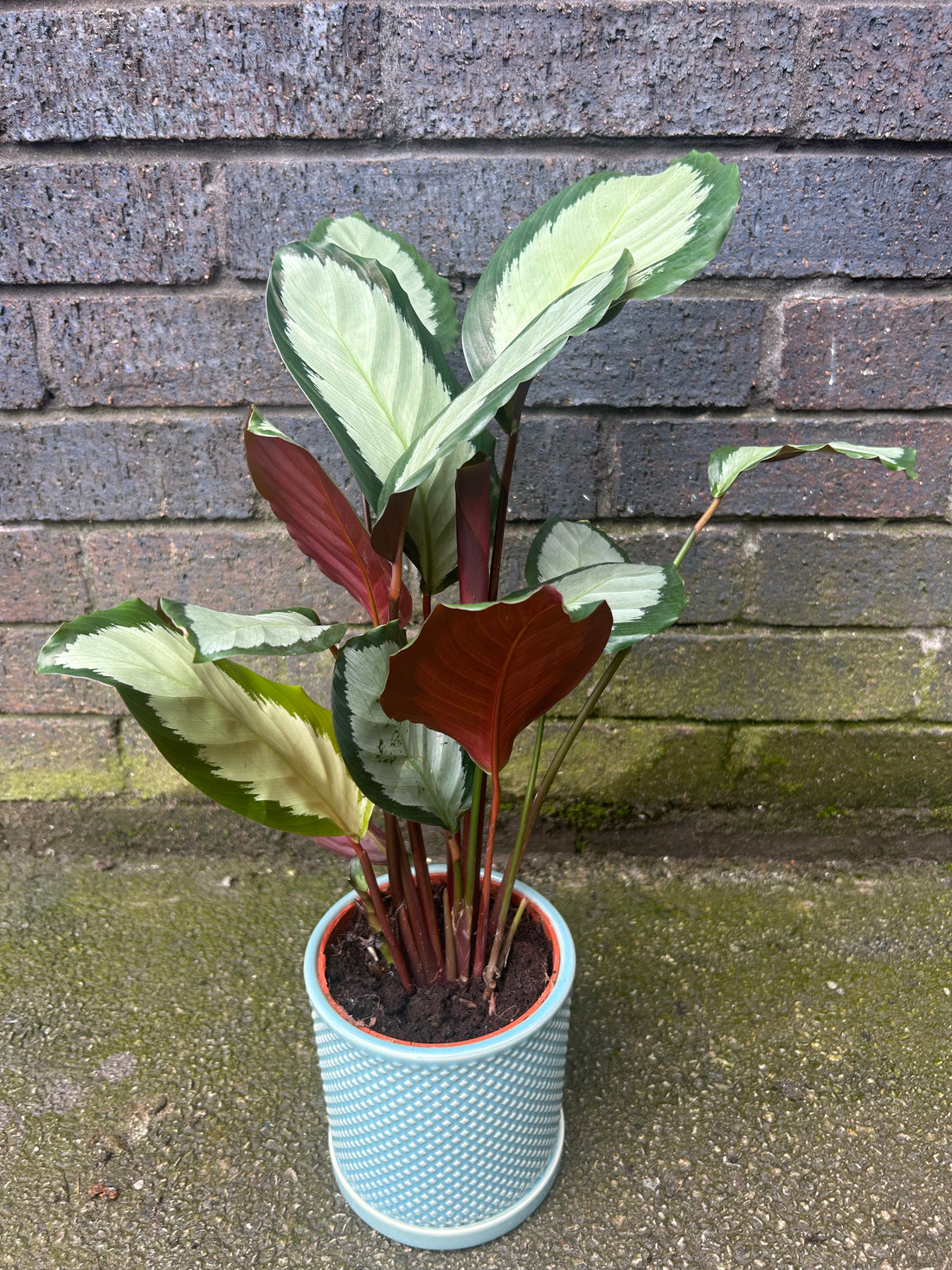 Calathea Picturata &