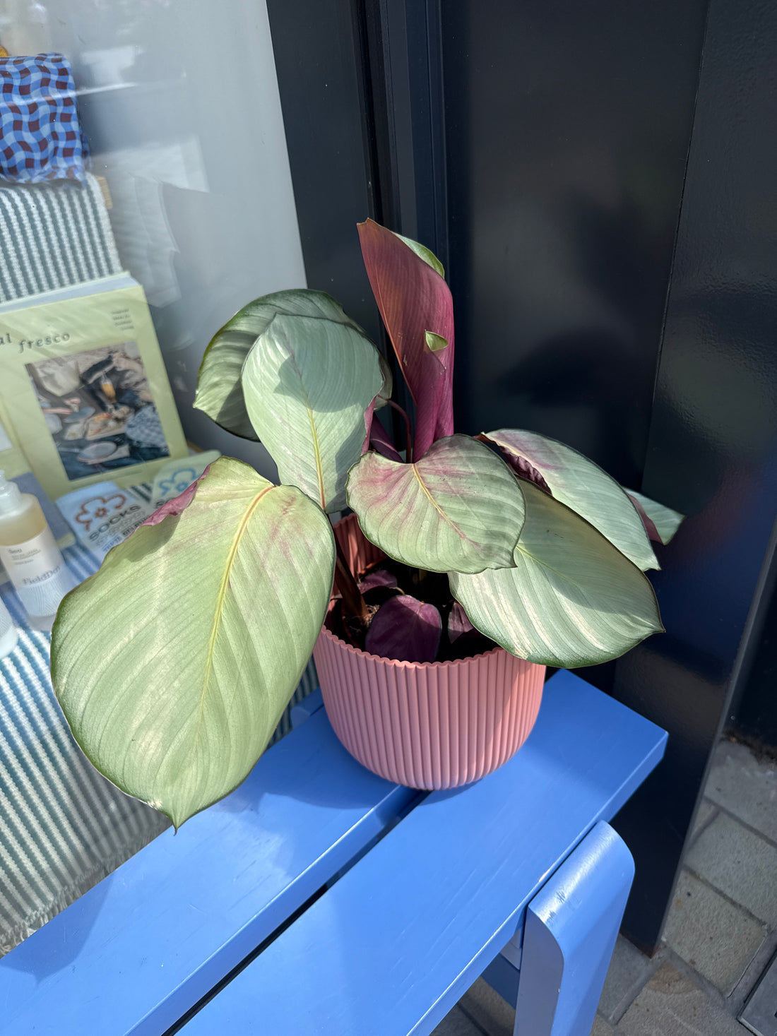 Calathea Rosea Picta Silver Plate