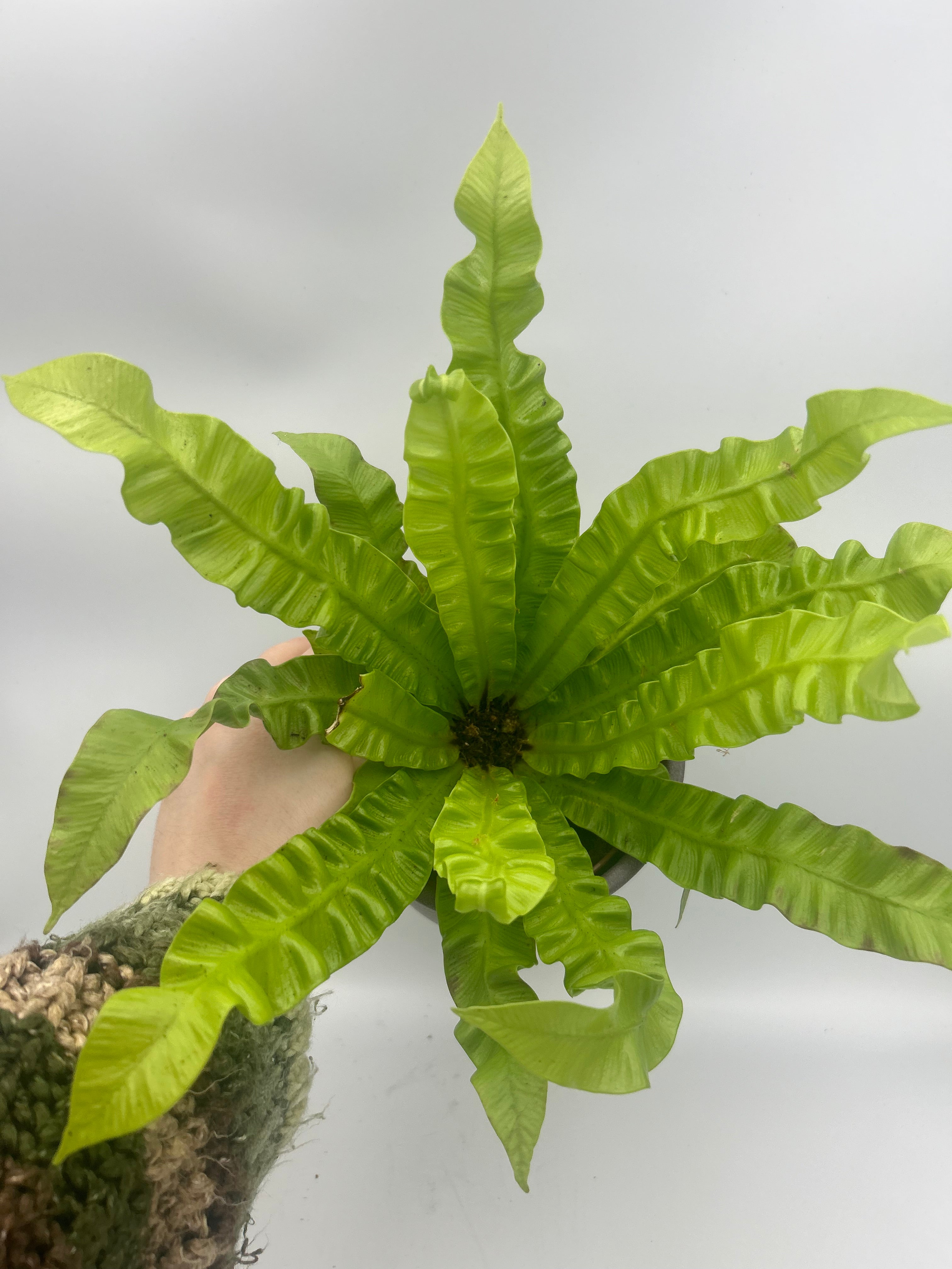 Asplenium Crispy Wave