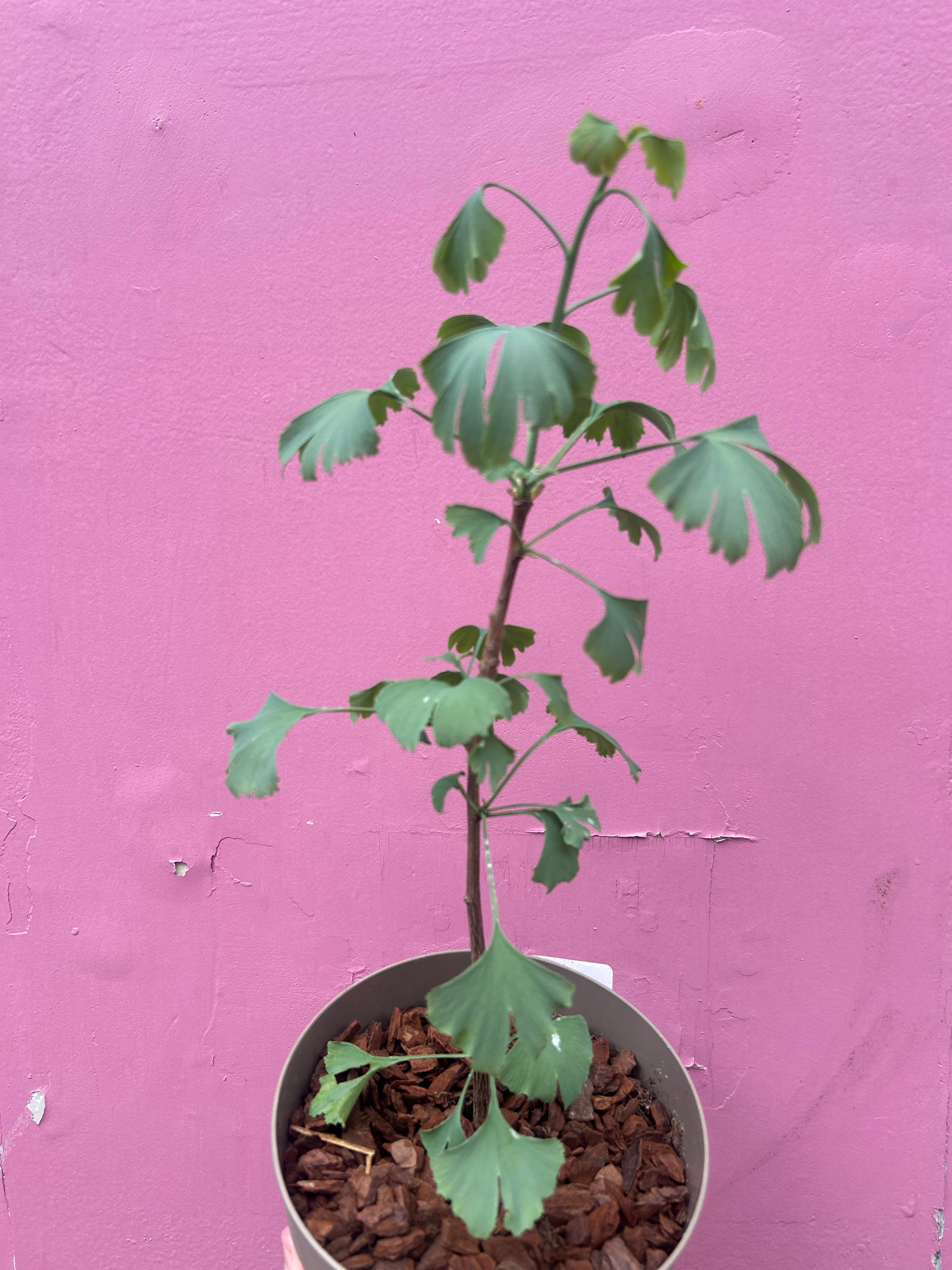 Gingko Biloba