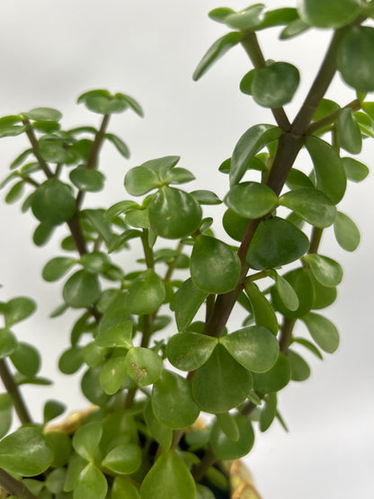 Portulacaria Afra (Elephant Bush)