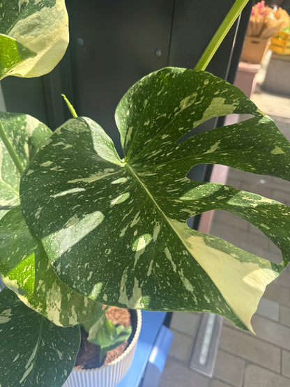 Monstera Thai Consultaion