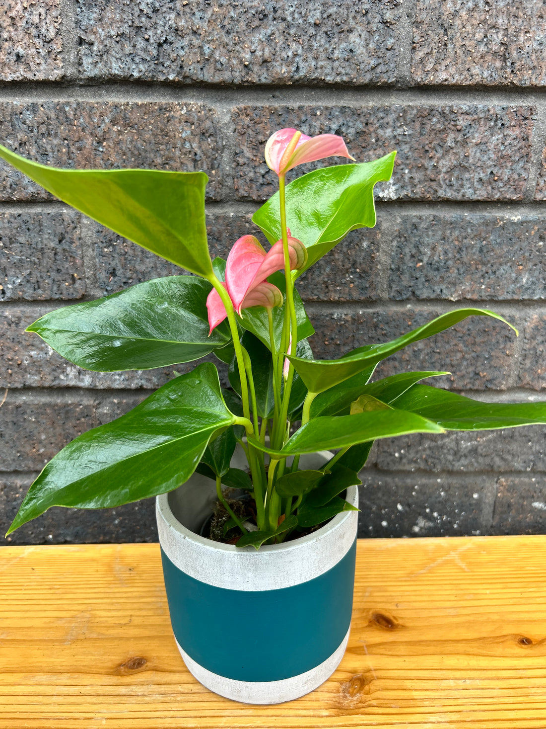 Anthurium Karma Pink