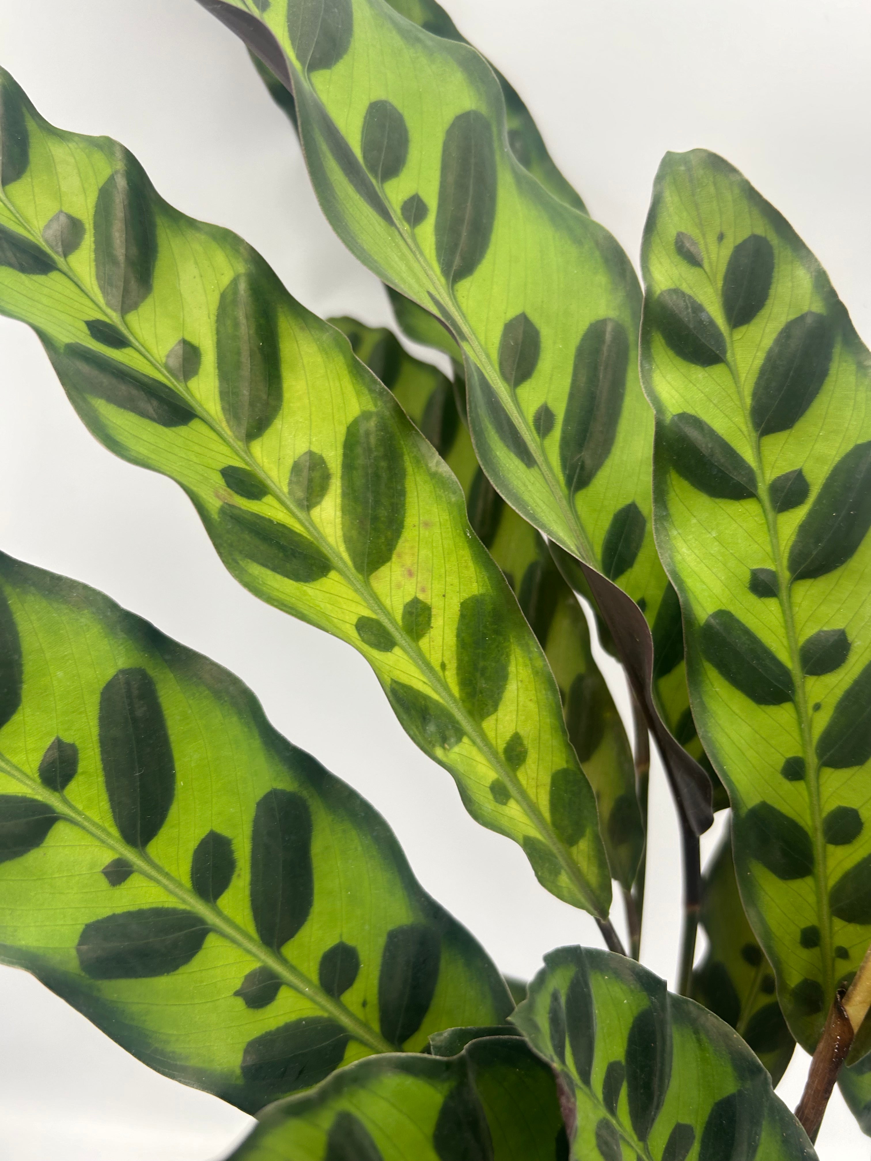 Calathea lancifolia insigne